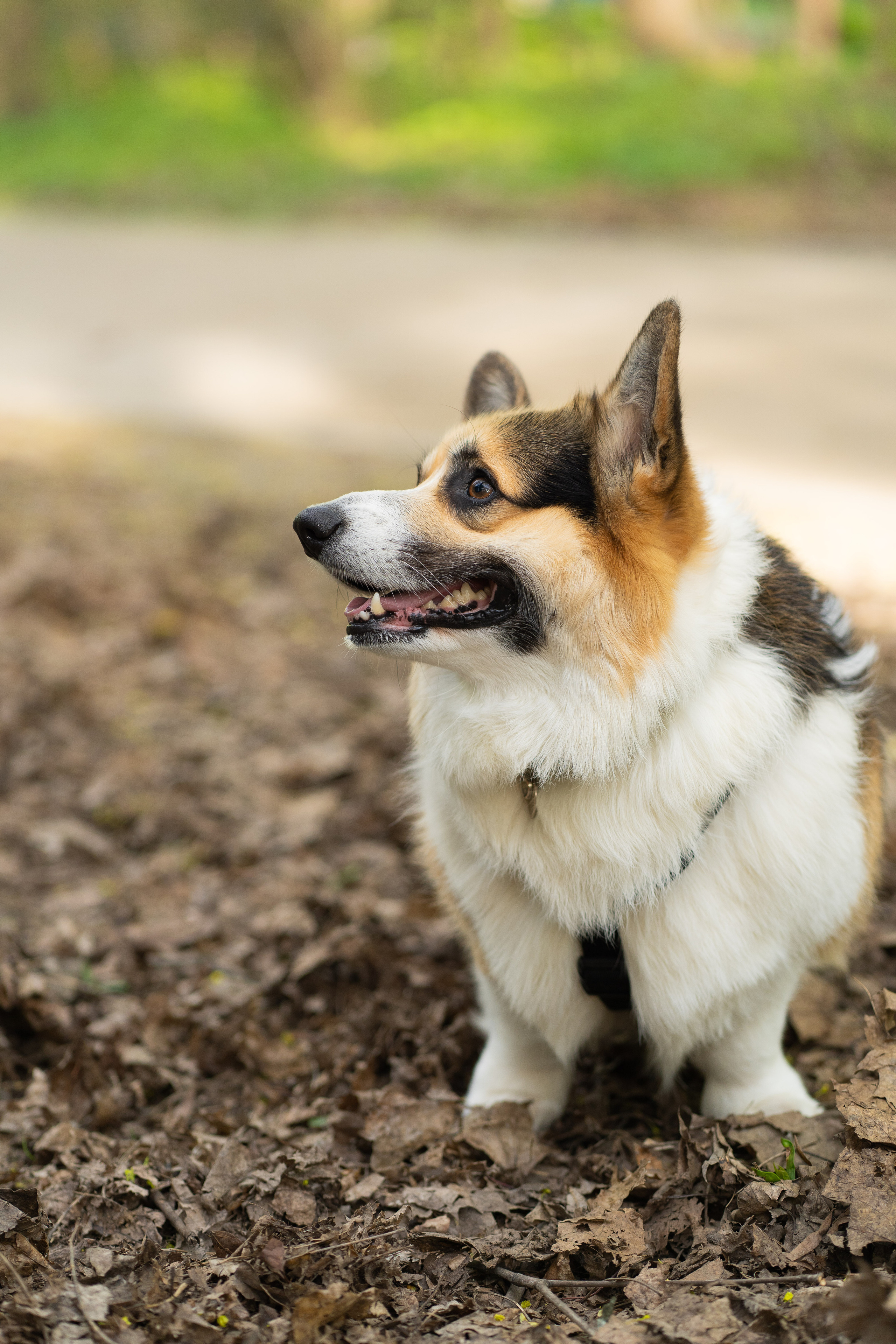 Катя и Честер, Серебряный бор. Свадебный фотограф в Москве Анна Полушина
