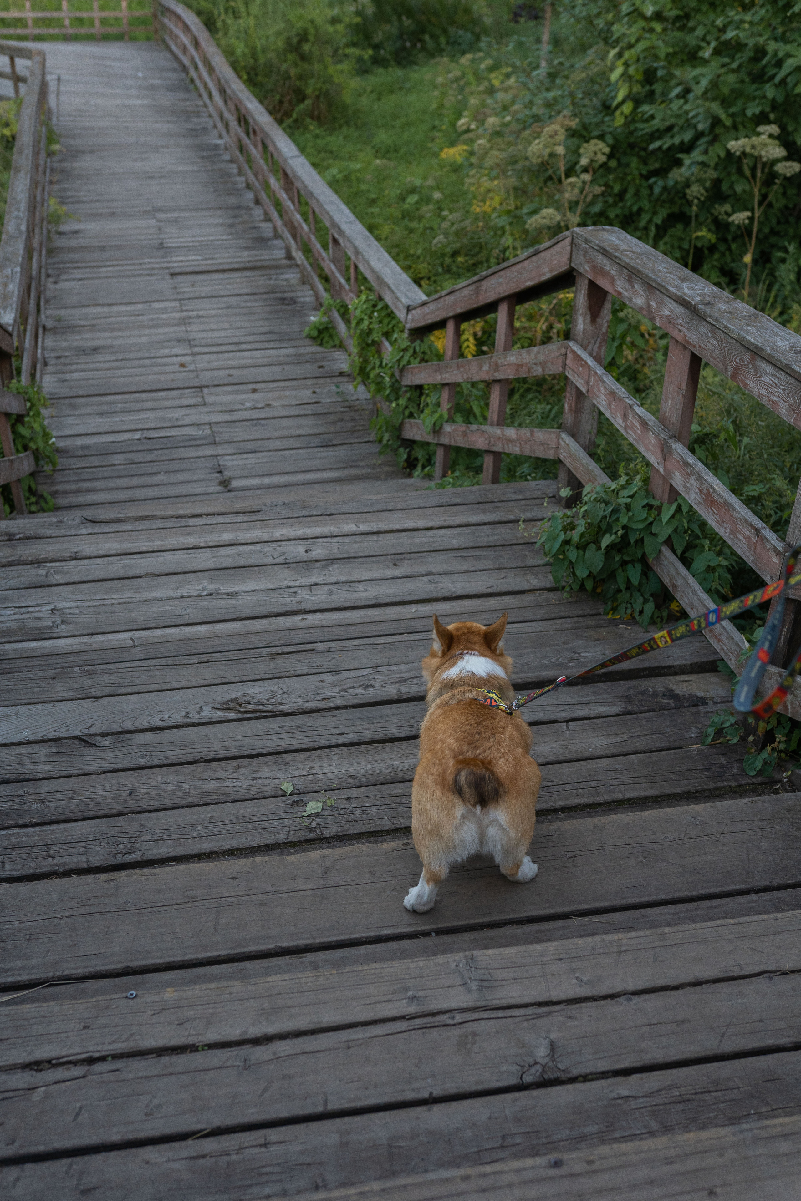 Катя и Боря, Джамгаровский парк. Свадебный фотограф в Москве Анна Полушина