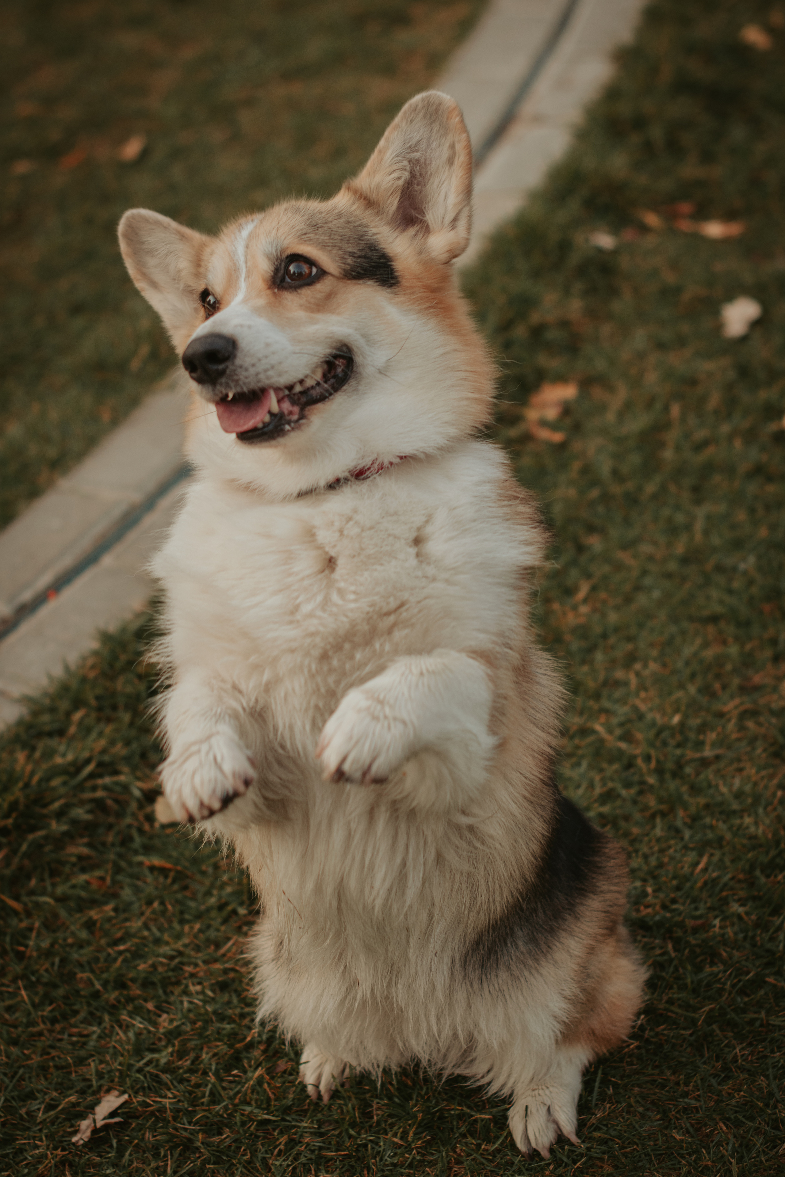 Аня и Булочка, Сокольники. Свадебный фотограф в Москве Анна Полушина