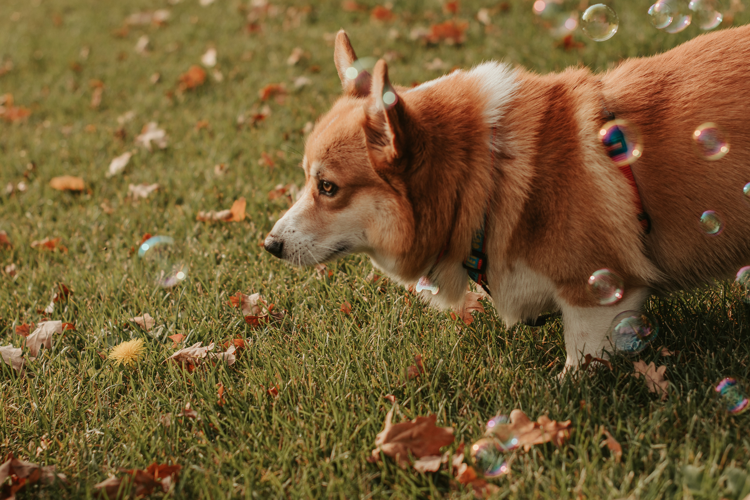 Наташа, Даша и Кевин. Свадебный фотограф в Москве Анна Полушина