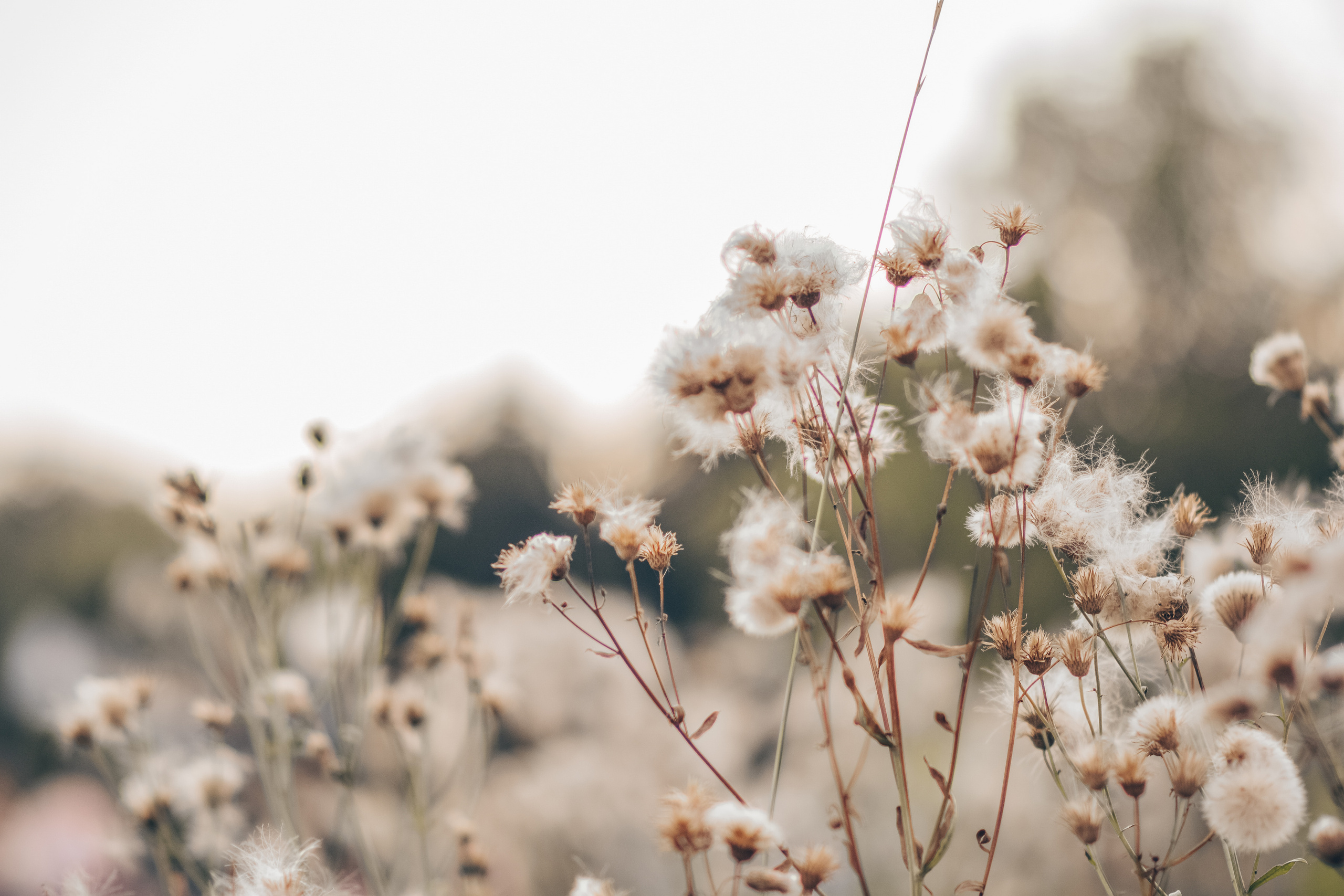 Алина и Ройс, парк на Яузе. Свадебный фотограф в Москве Анна Полушина