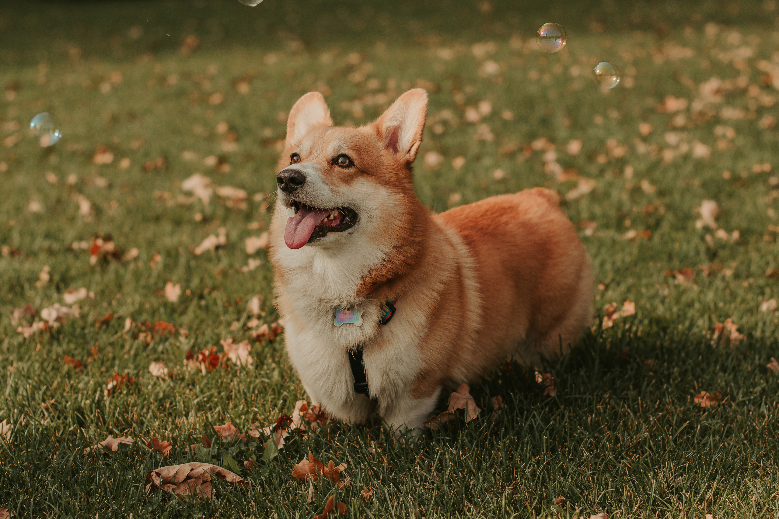 Наташа, Даша и Кевин. Свадебный фотограф в Москве Анна Полушина