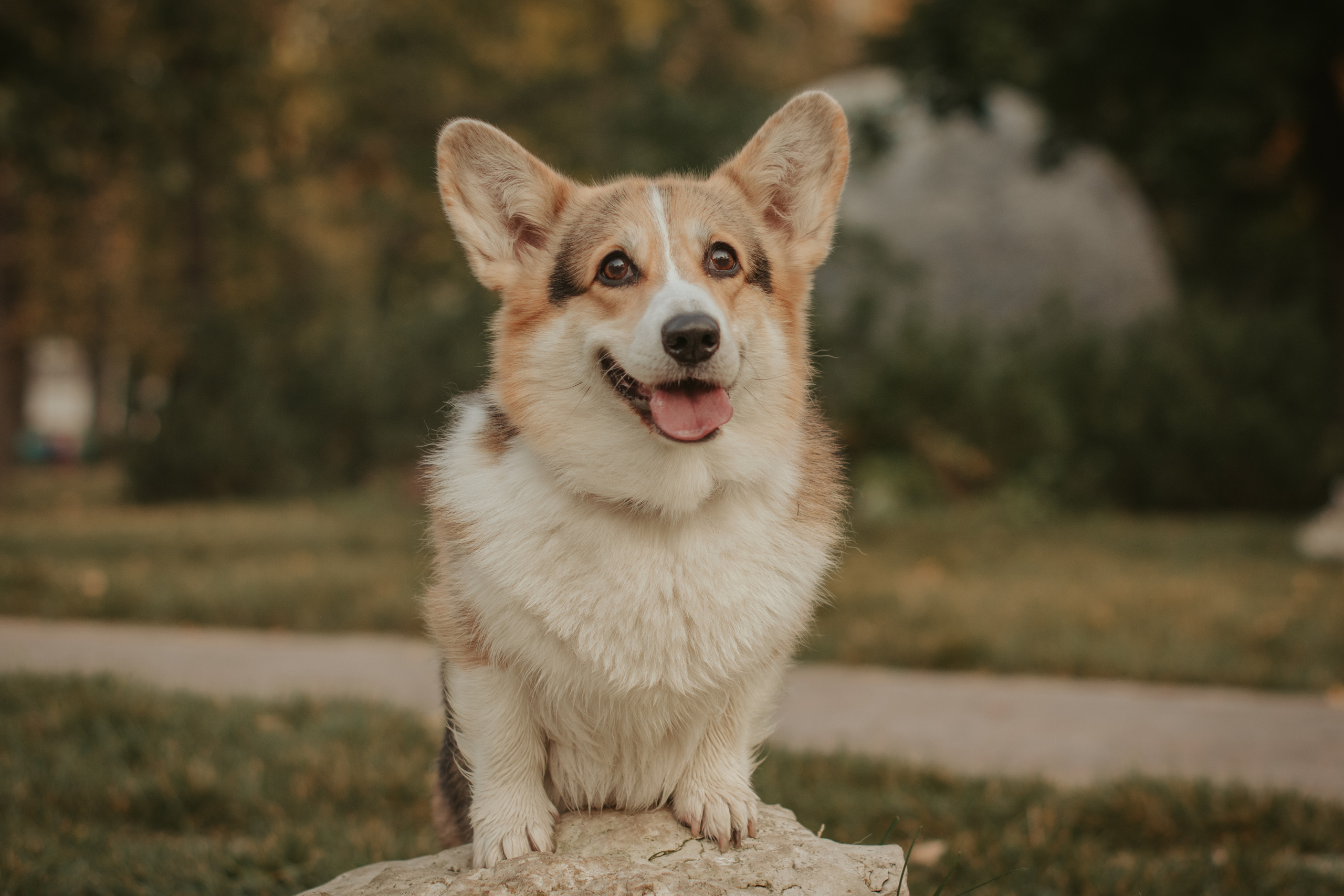 Аня и Булочка, Сокольники. Свадебный фотограф в Москве Анна Полушина