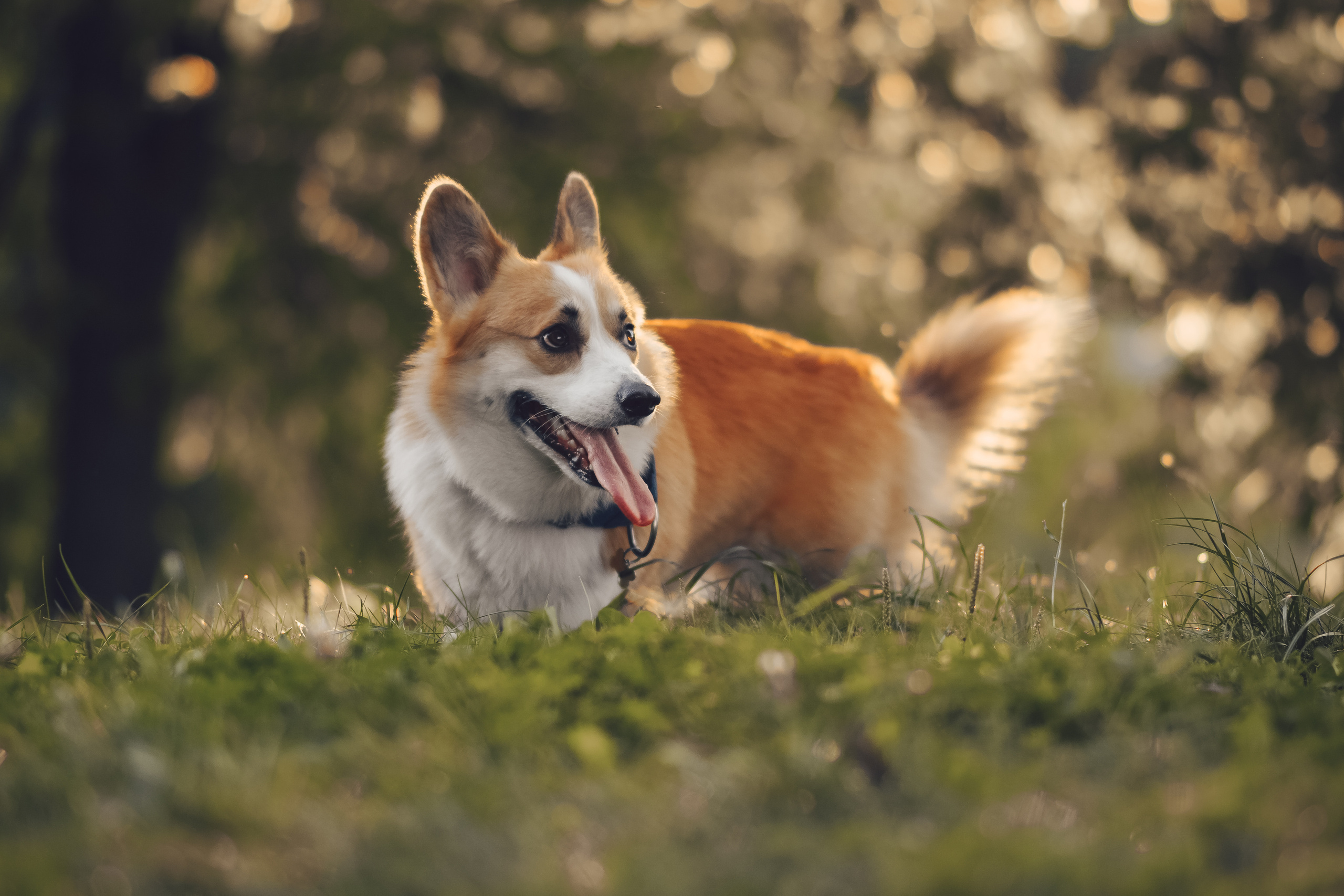 Алина и Ройс, парк на Яузе. Свадебный фотограф в Москве Анна Полушина