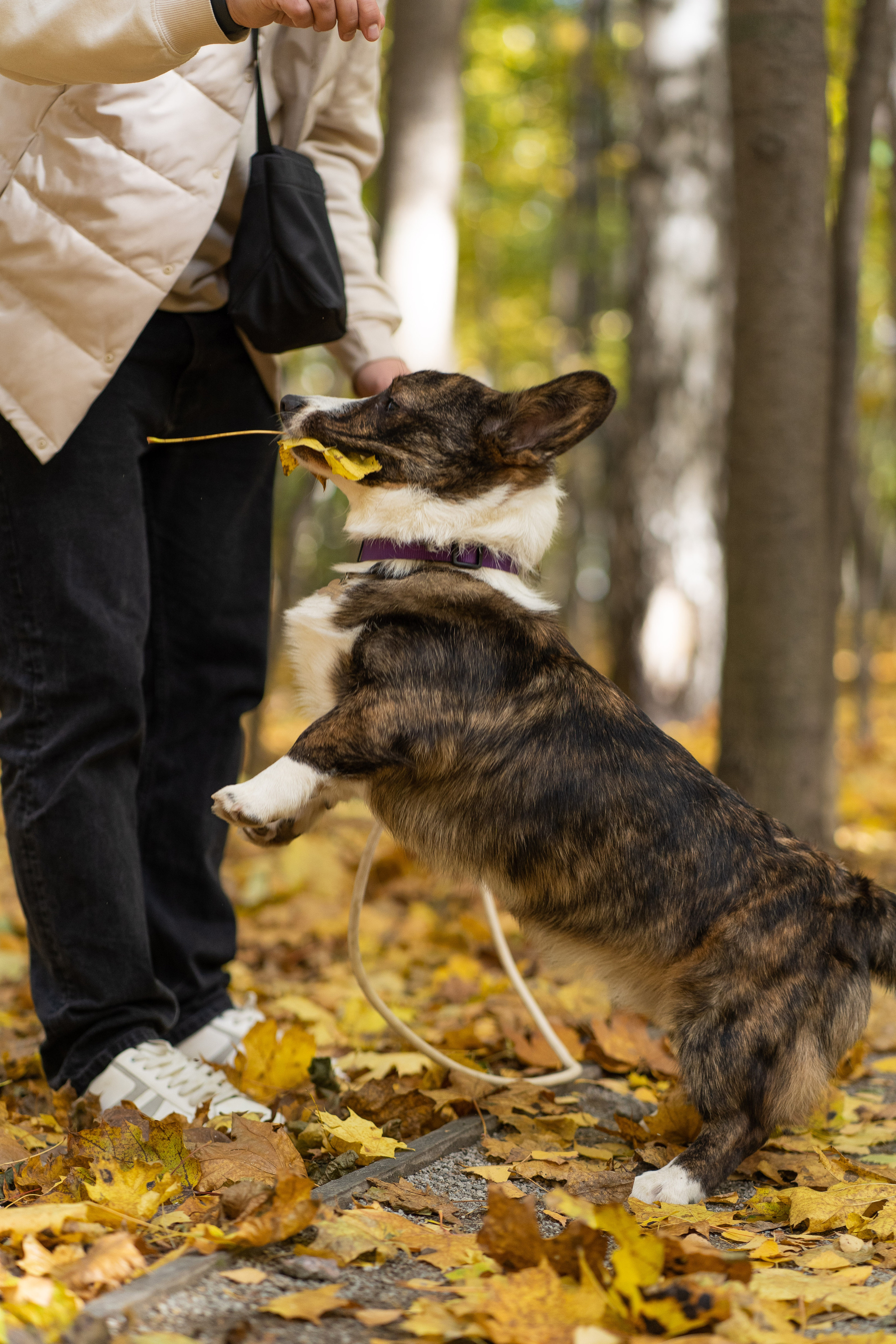 Боря, Даша и Маффин. Свадебный фотограф в Москве Анна Полушина
