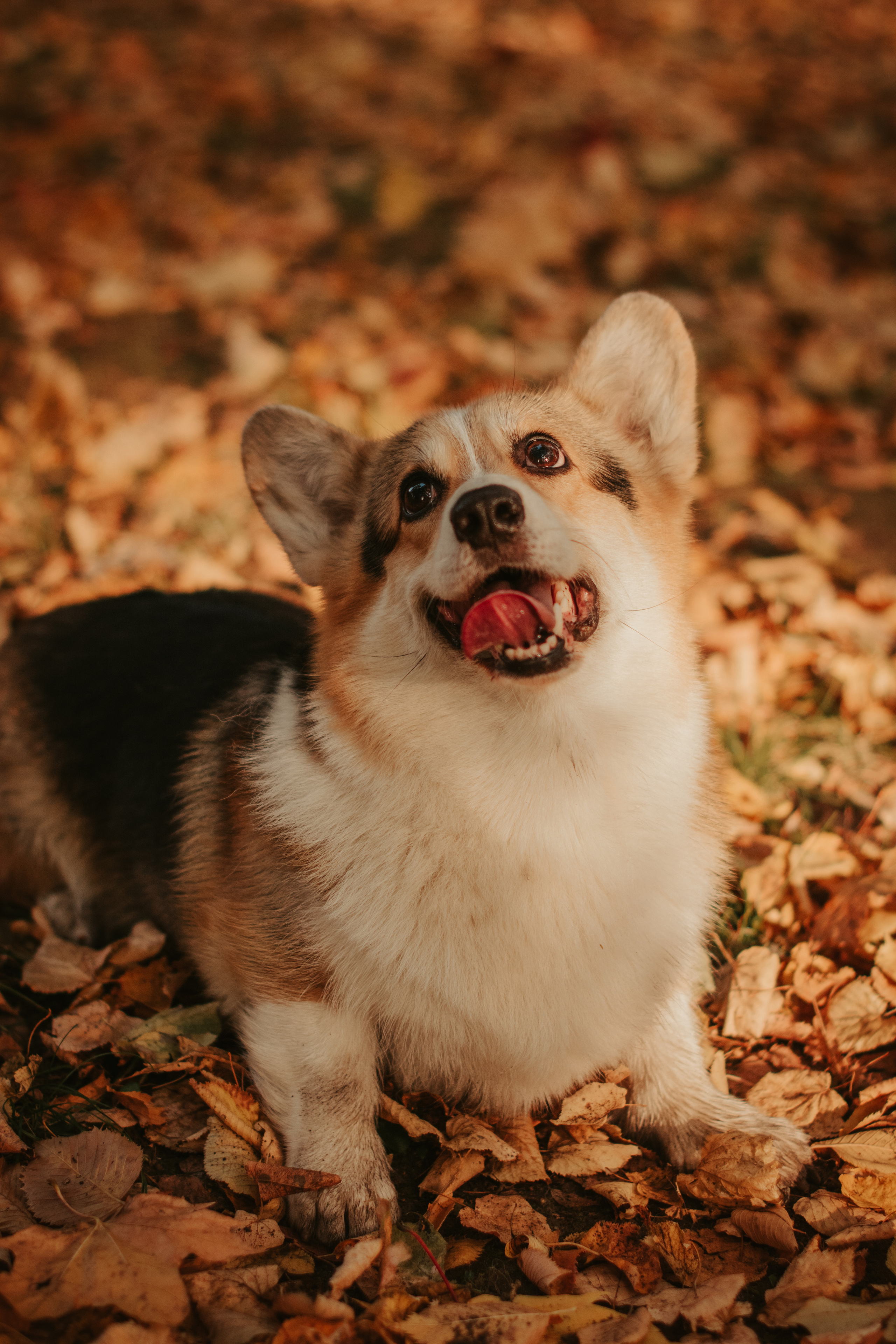 Аня и Булочка, Сокольники. Свадебный фотограф в Москве Анна Полушина