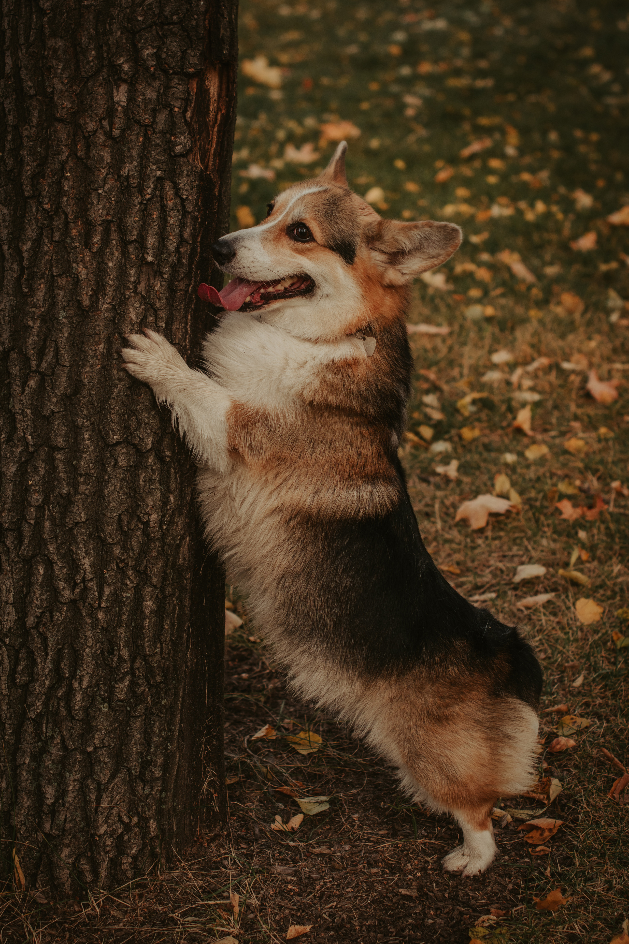 Аня и Булочка, Сокольники. Свадебный фотограф в Москве Анна Полушина