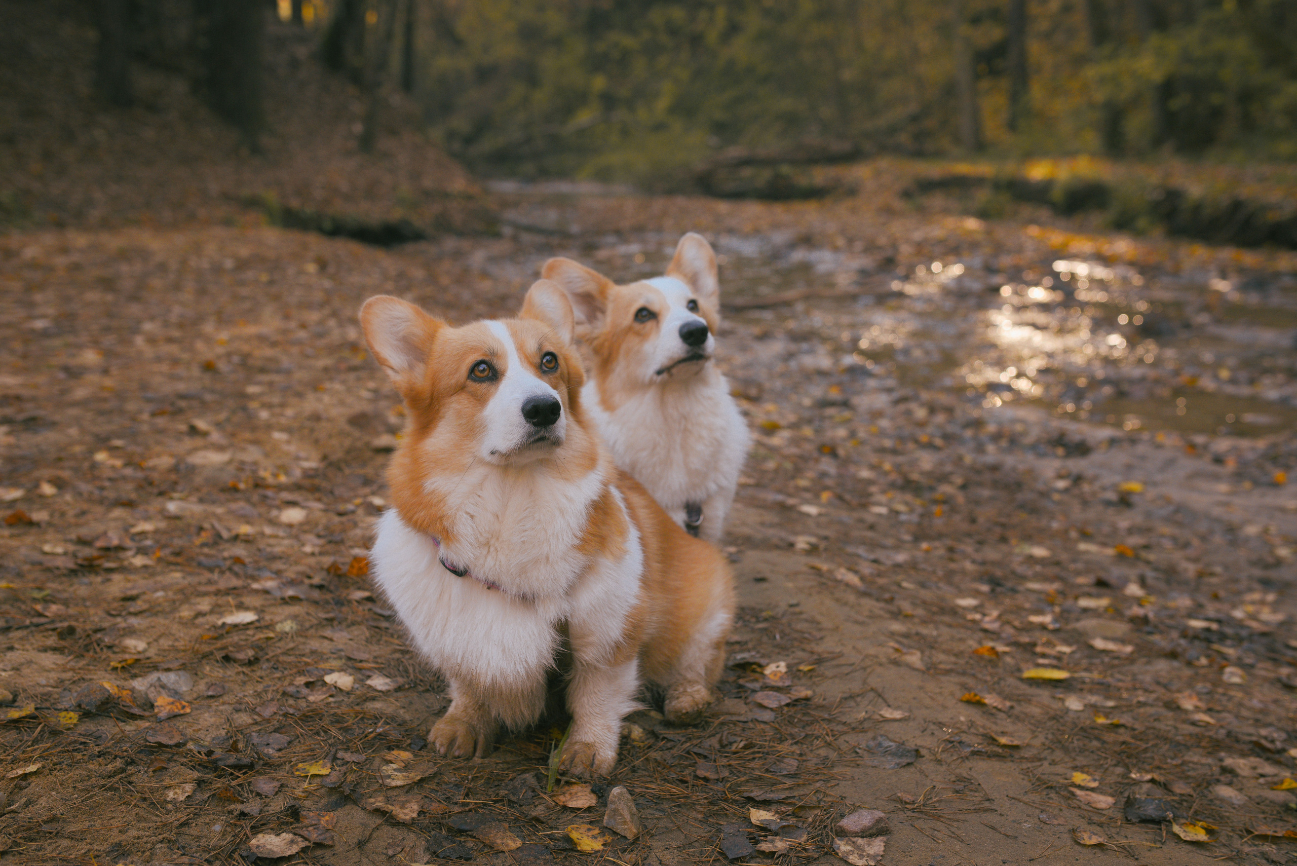 Фотосессия с питомцем в Москве. Свадебный фотограф в Москве Анна Полушина