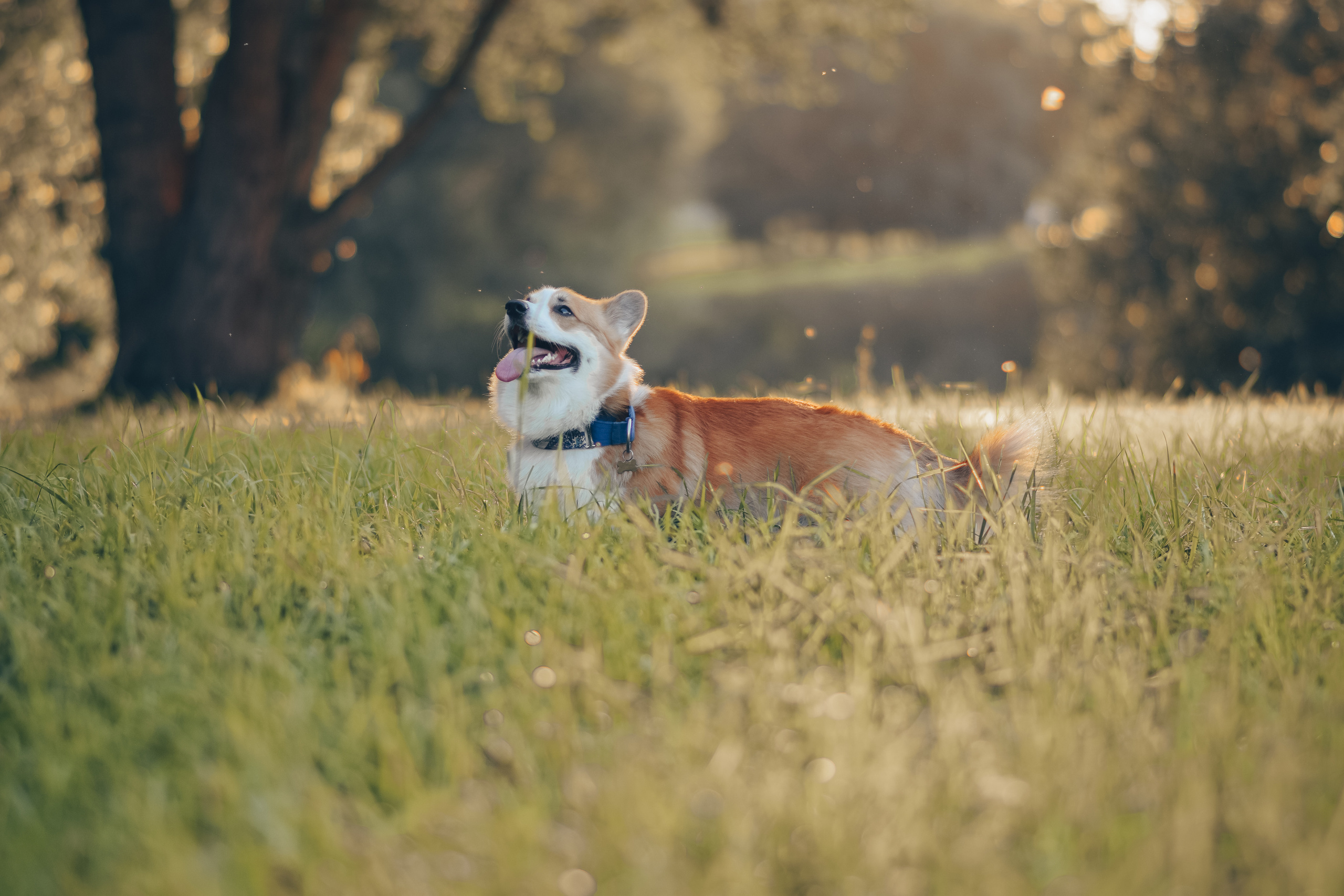 Алина и Ройс, парк на Яузе. Свадебный фотограф в Москве Анна Полушина