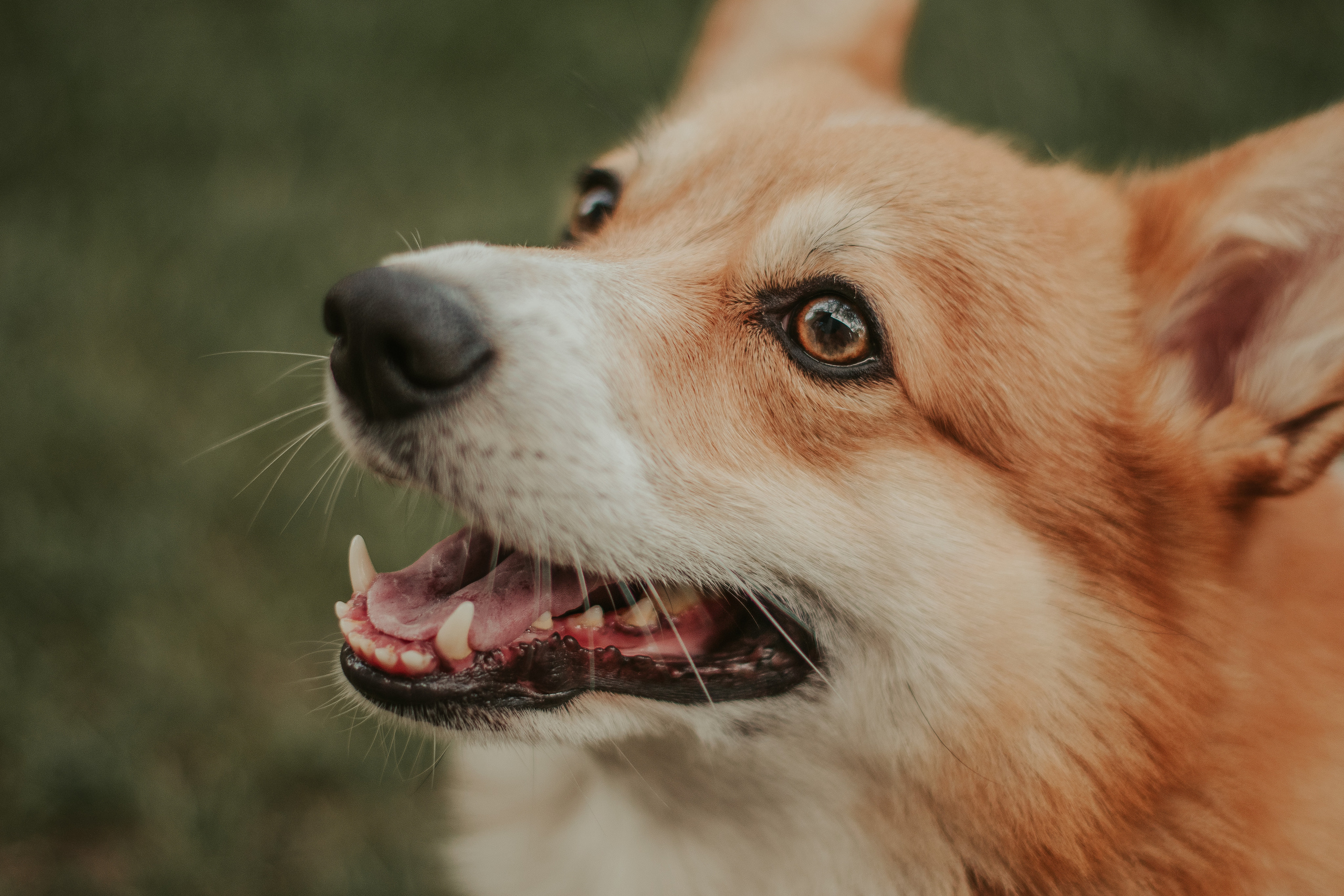 Наташа, Даша и Кевин. Свадебный фотограф в Москве Анна Полушина