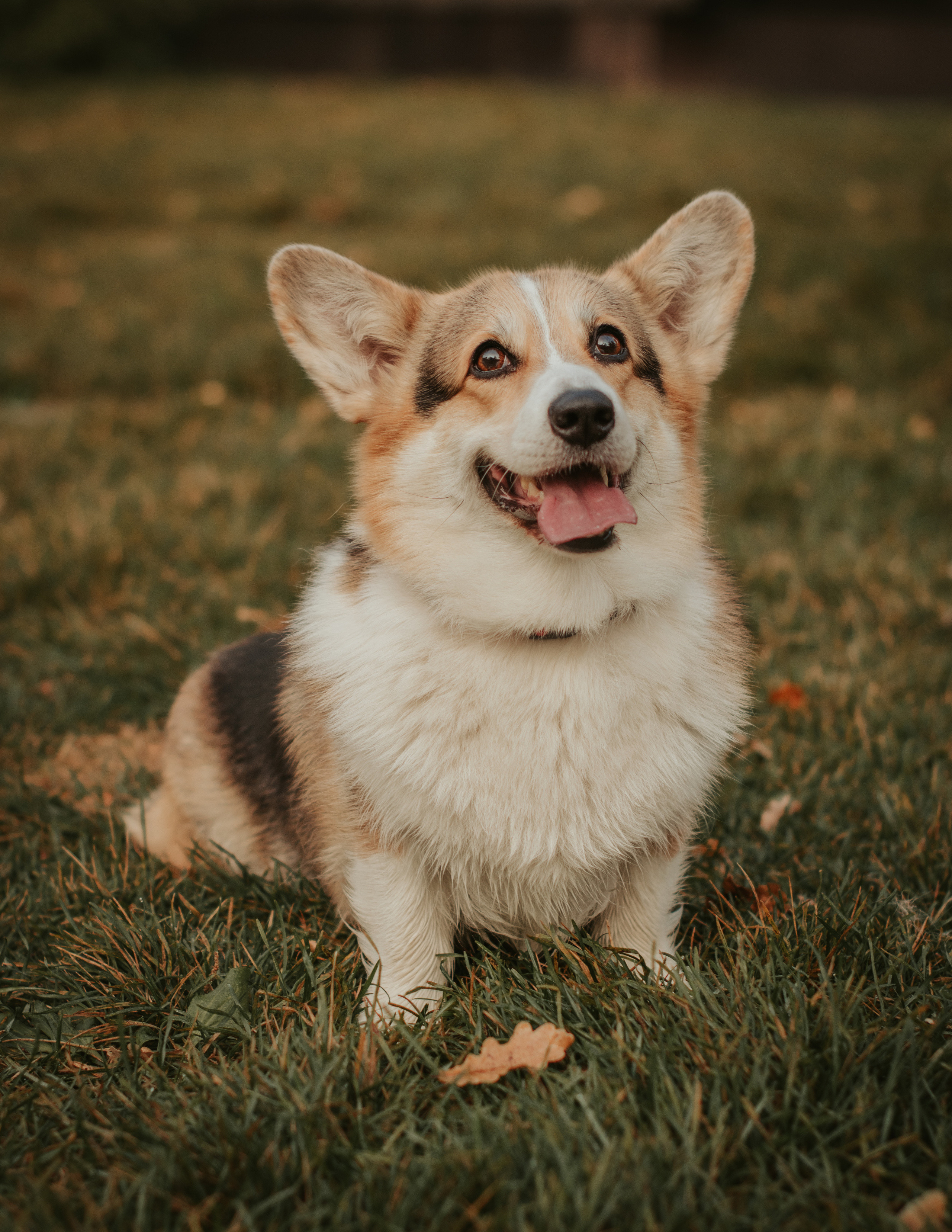 Аня и Булочка, Сокольники. Свадебный фотограф в Москве Анна Полушина