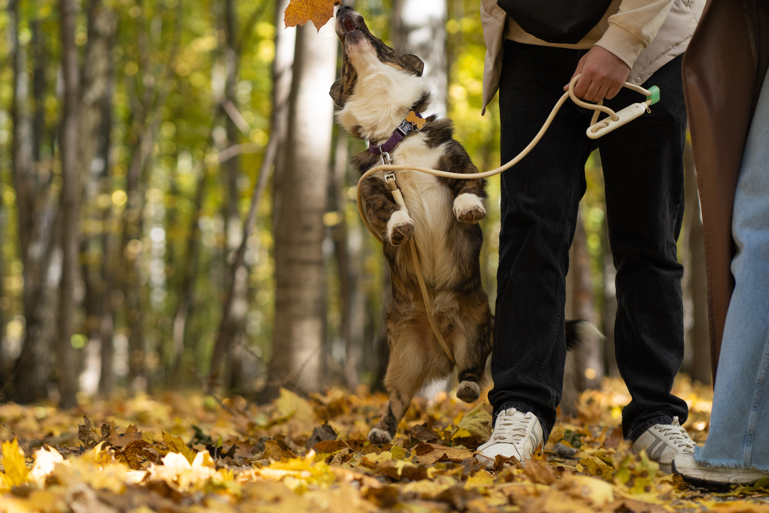 Боря, Даша и Маффин. Свадебный фотограф в Москве Анна Полушина