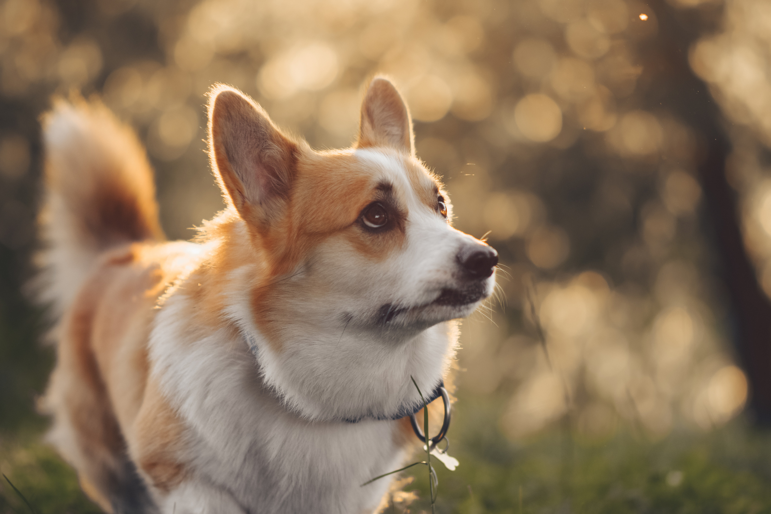 Алина и Ройс, парк на Яузе. Свадебный фотограф в Москве Анна Полушина