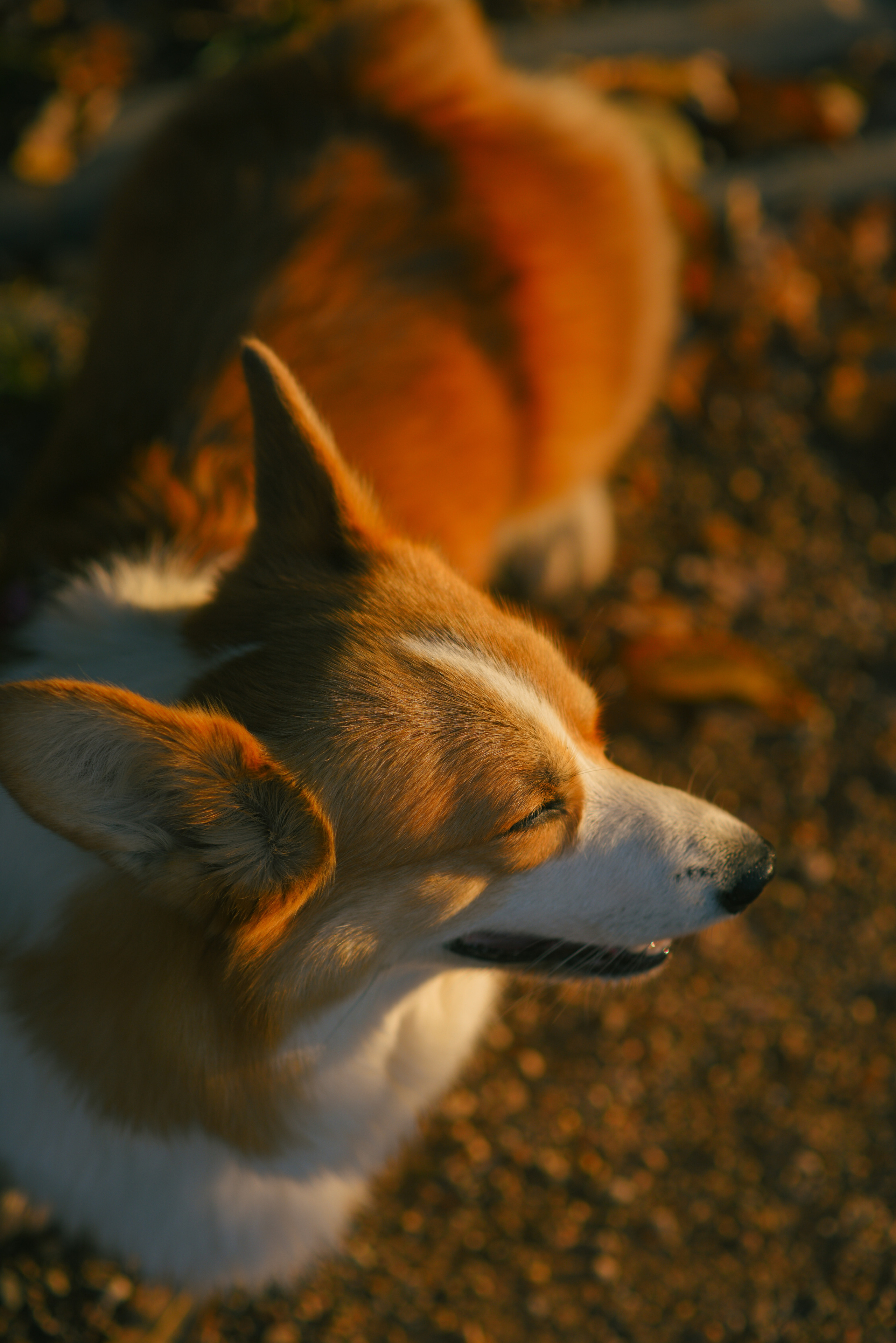 Фотосессия с питомцем в Москве. Свадебный фотограф в Москве Анна Полушина