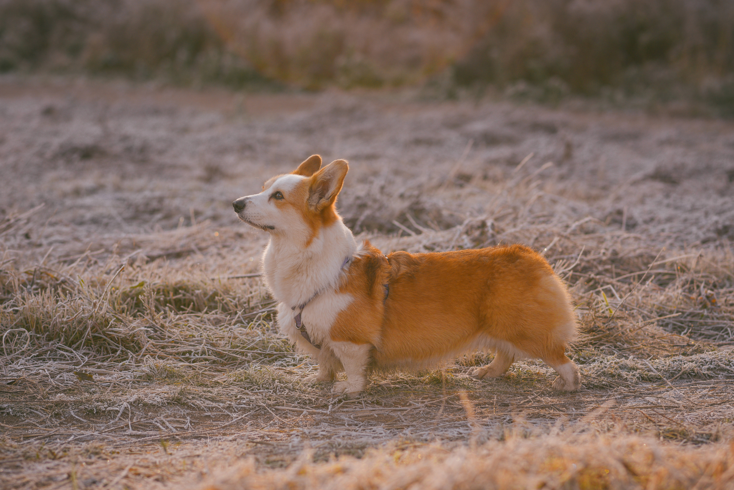 Фотосессия с питомцем в Москве. Свадебный фотограф в Москве Анна Полушина