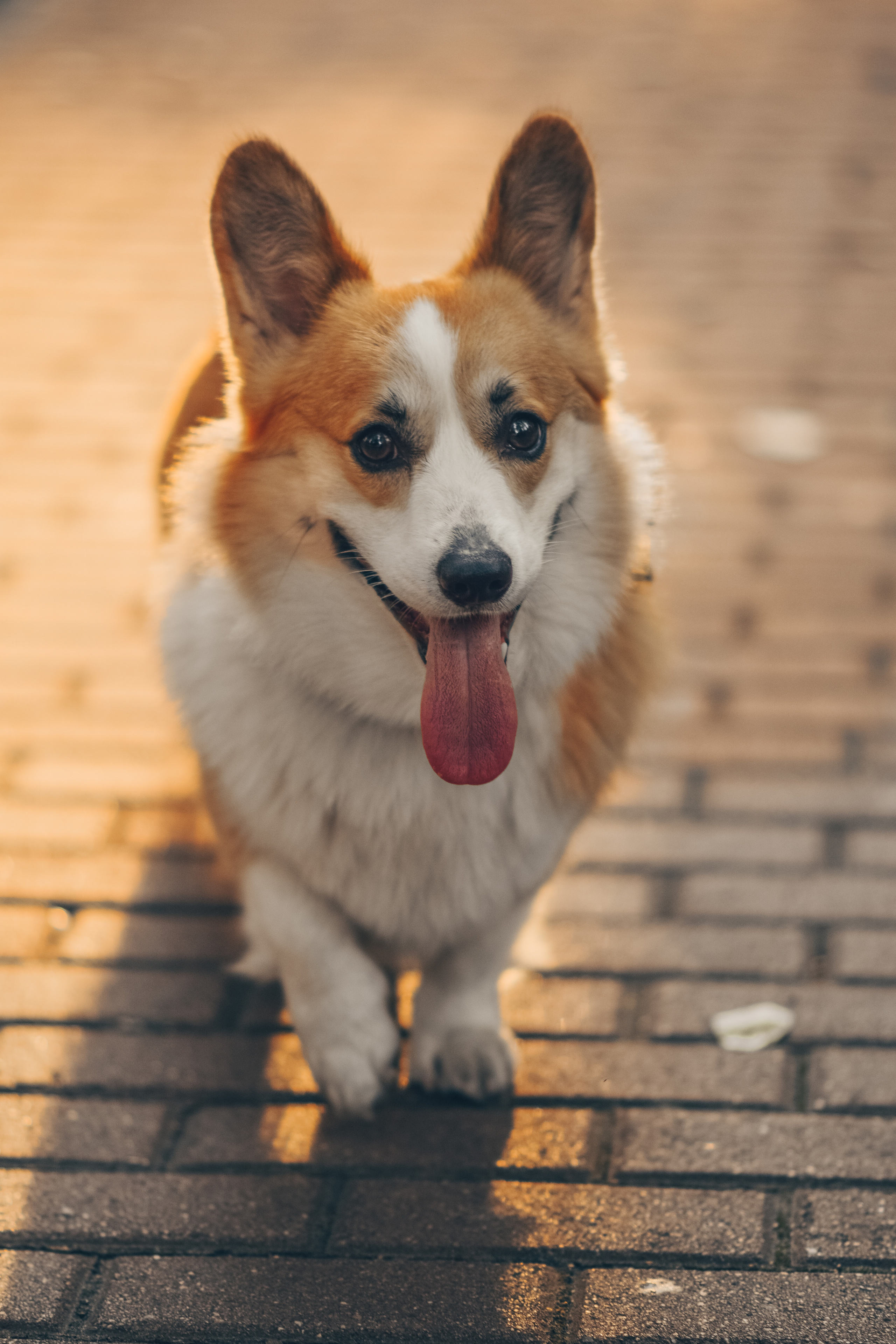 Алина и Ройс, парк на Яузе. Свадебный фотограф в Москве Анна Полушина