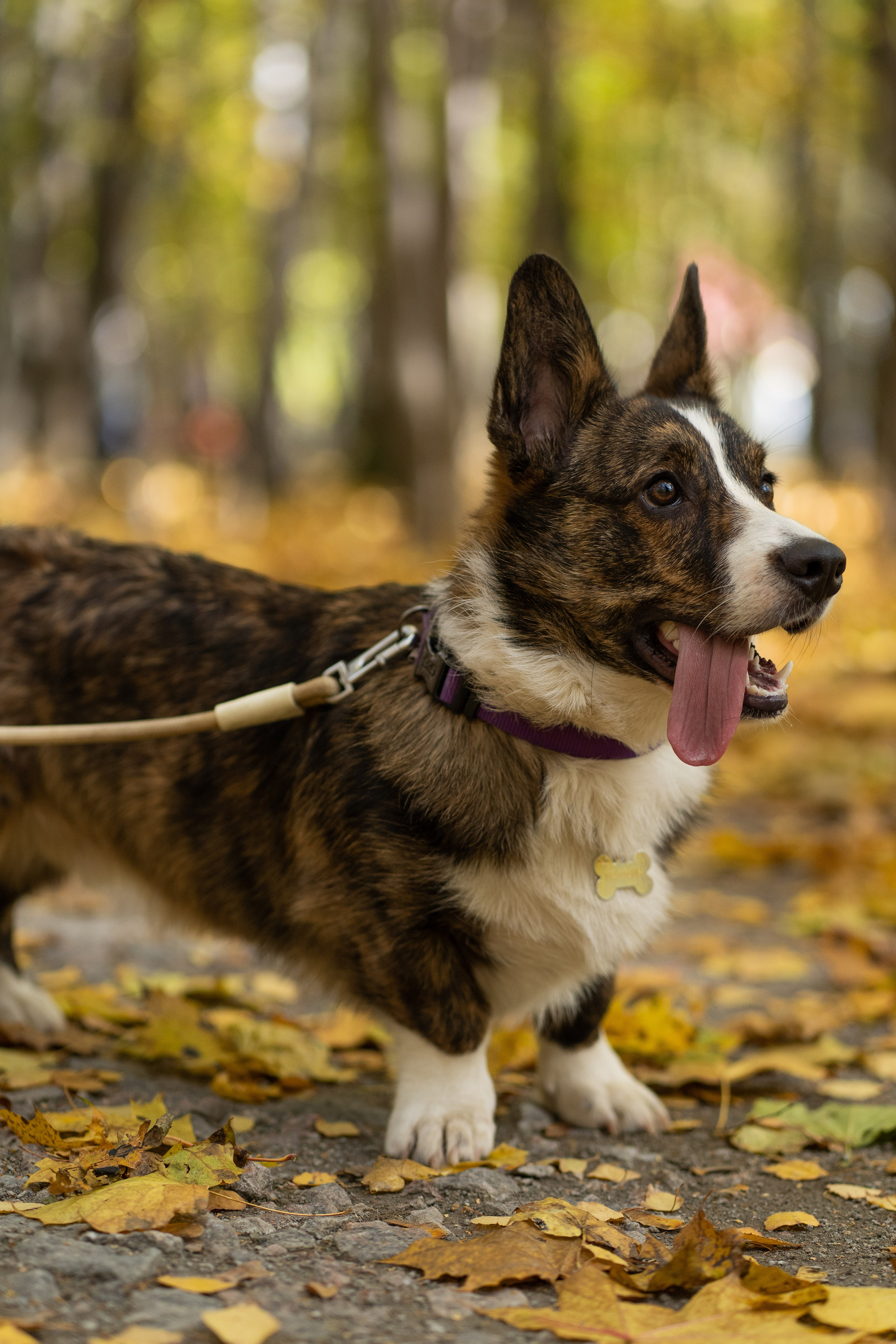 Боря, Даша и Маффин. Свадебный фотограф в Москве Анна Полушина