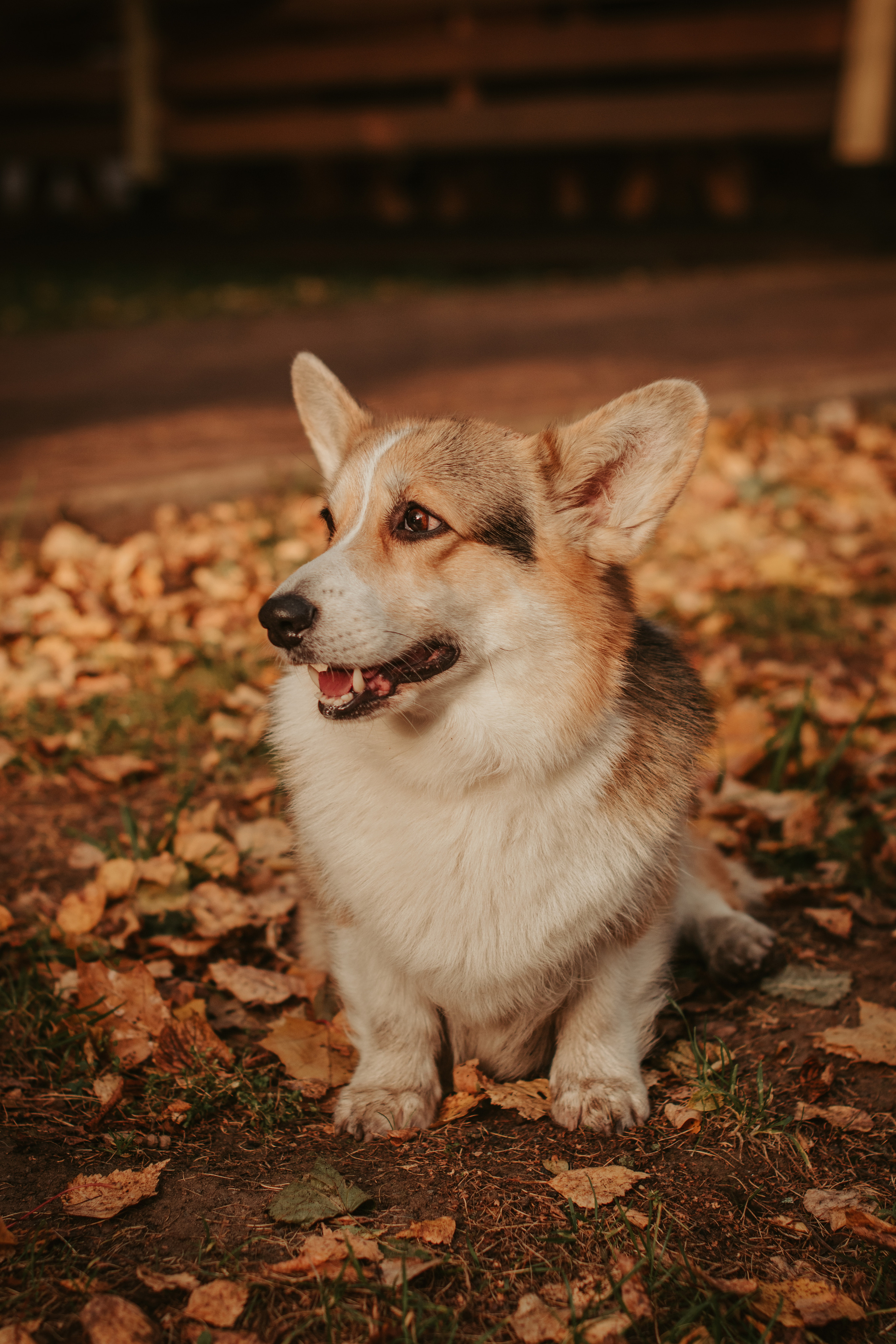 Аня и Булочка, Сокольники. Свадебный фотограф в Москве Анна Полушина
