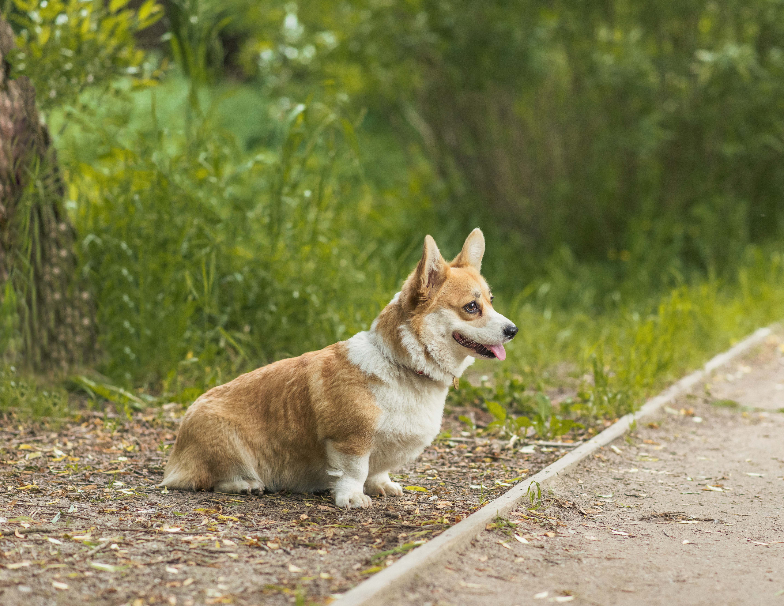 Юлия и Шаня, Покровское-Стрешнево. Свадебный фотограф в Москве Анна Полушина