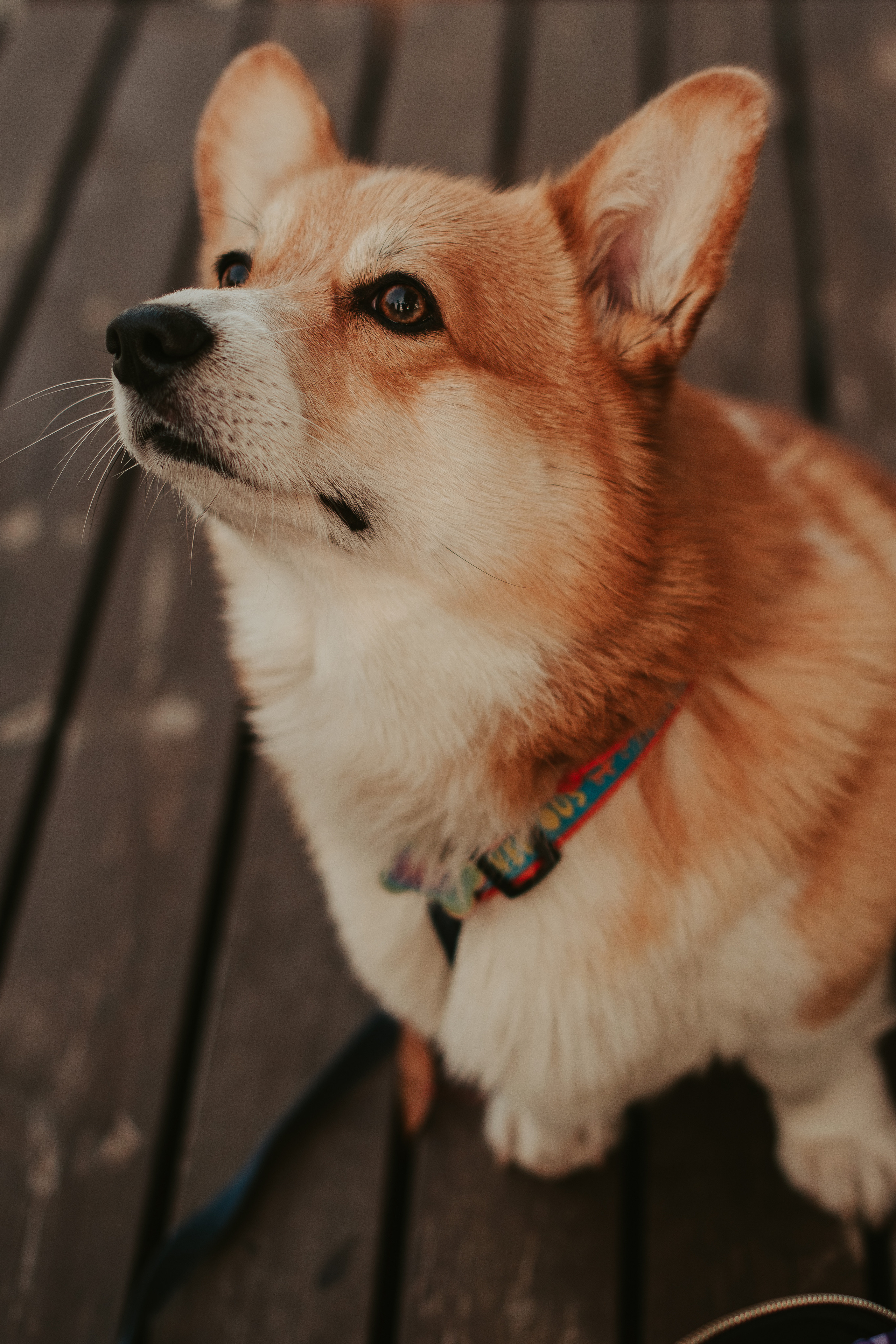 Наташа, Даша и Кевин. Свадебный фотограф в Москве Анна Полушина