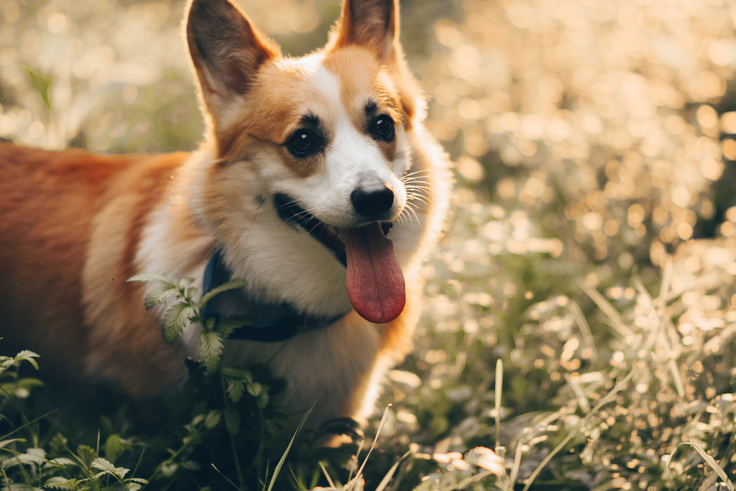 Алина и Ройс, парк на Яузе. Свадебный фотограф в Москве Анна Полушина