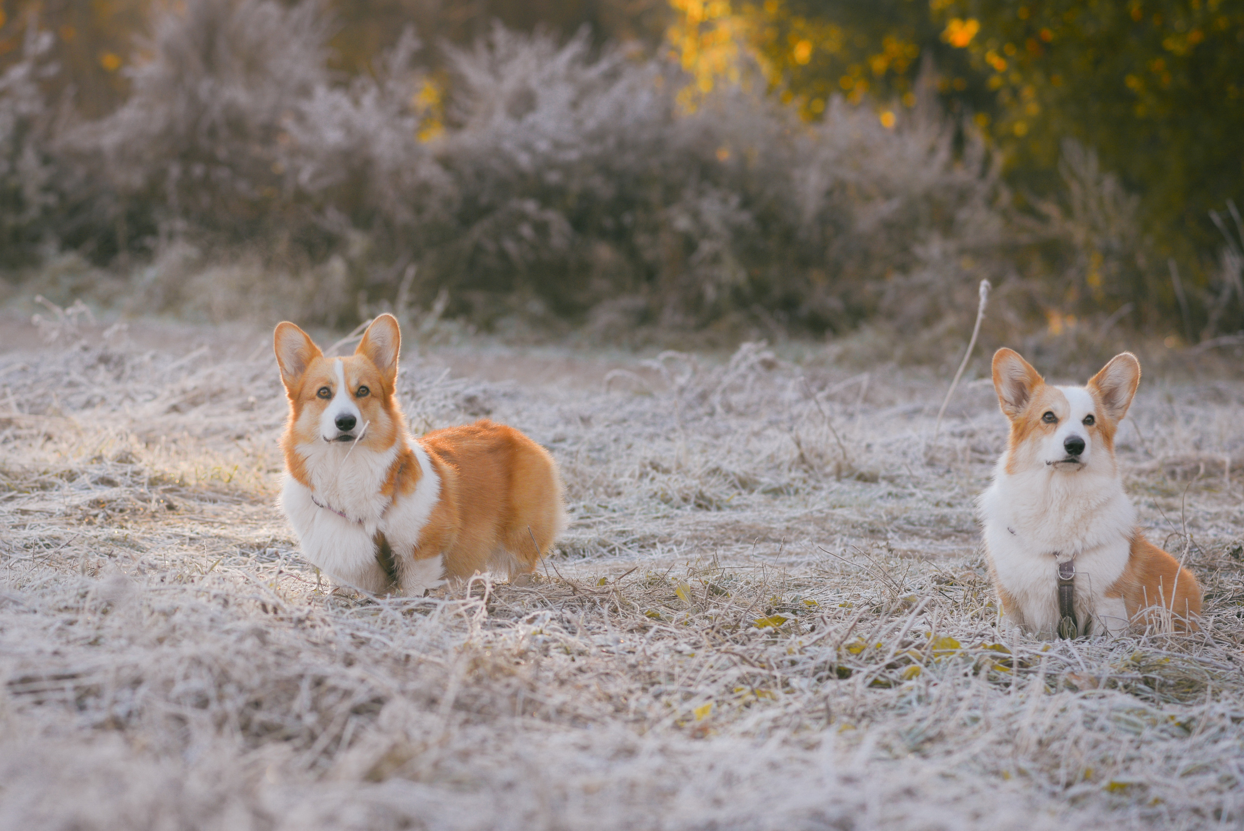Фотосессия с питомцем в Москве. Свадебный фотограф в Москве Анна Полушина