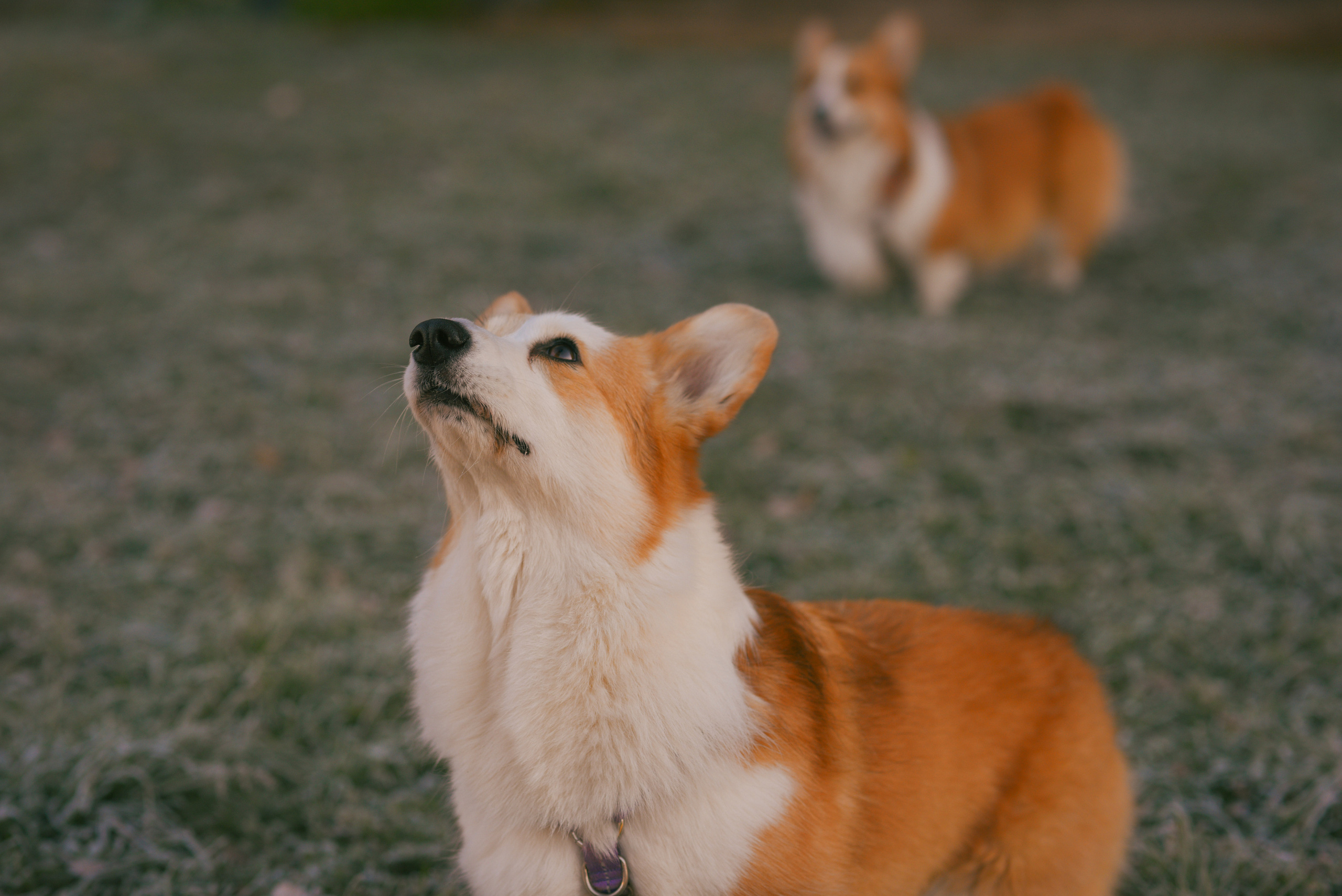 Фотосессия с питомцем в Москве. Свадебный фотограф в Москве Анна Полушина