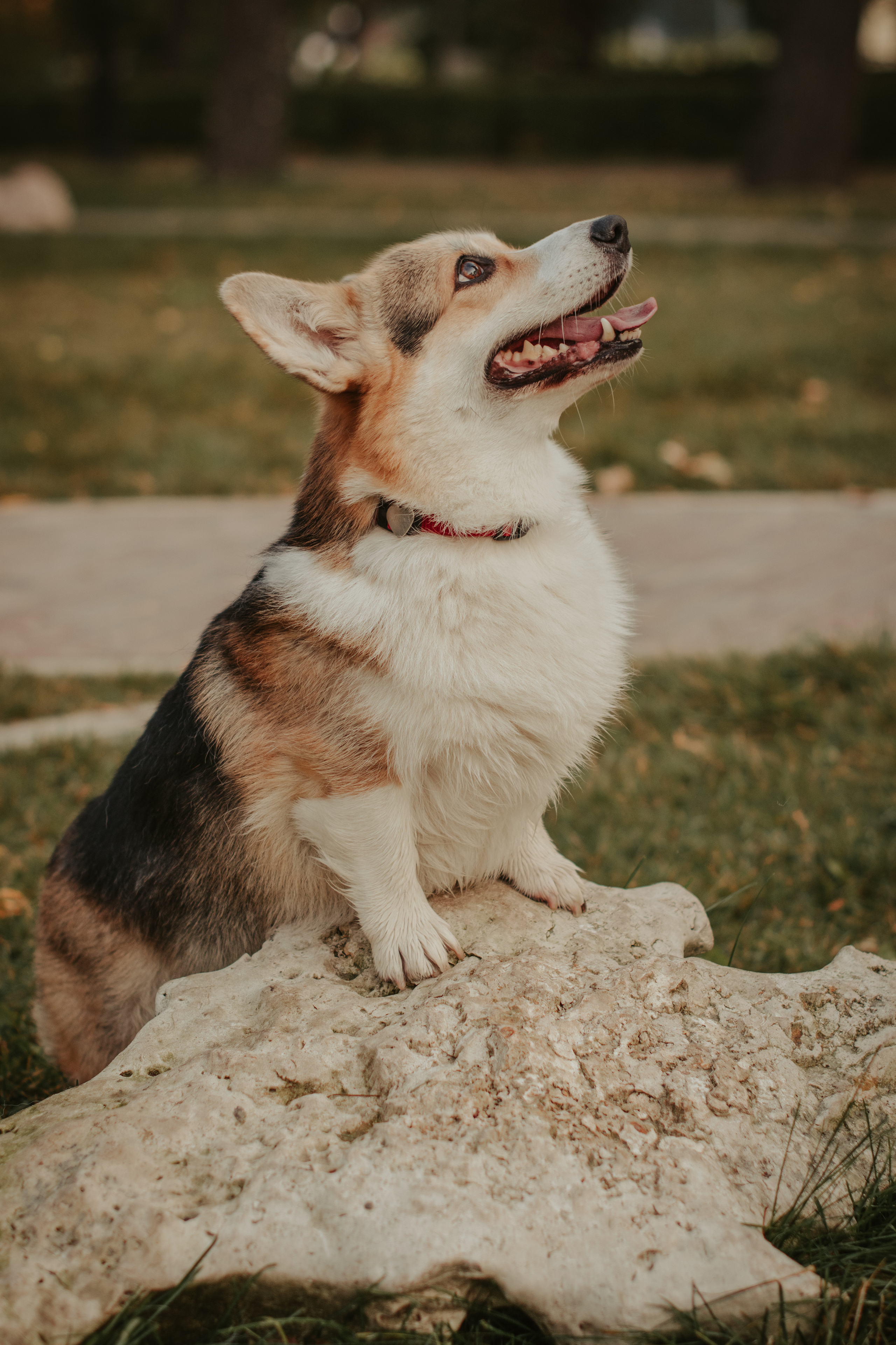 Аня и Булочка, Сокольники. Свадебный фотограф в Москве Анна Полушина