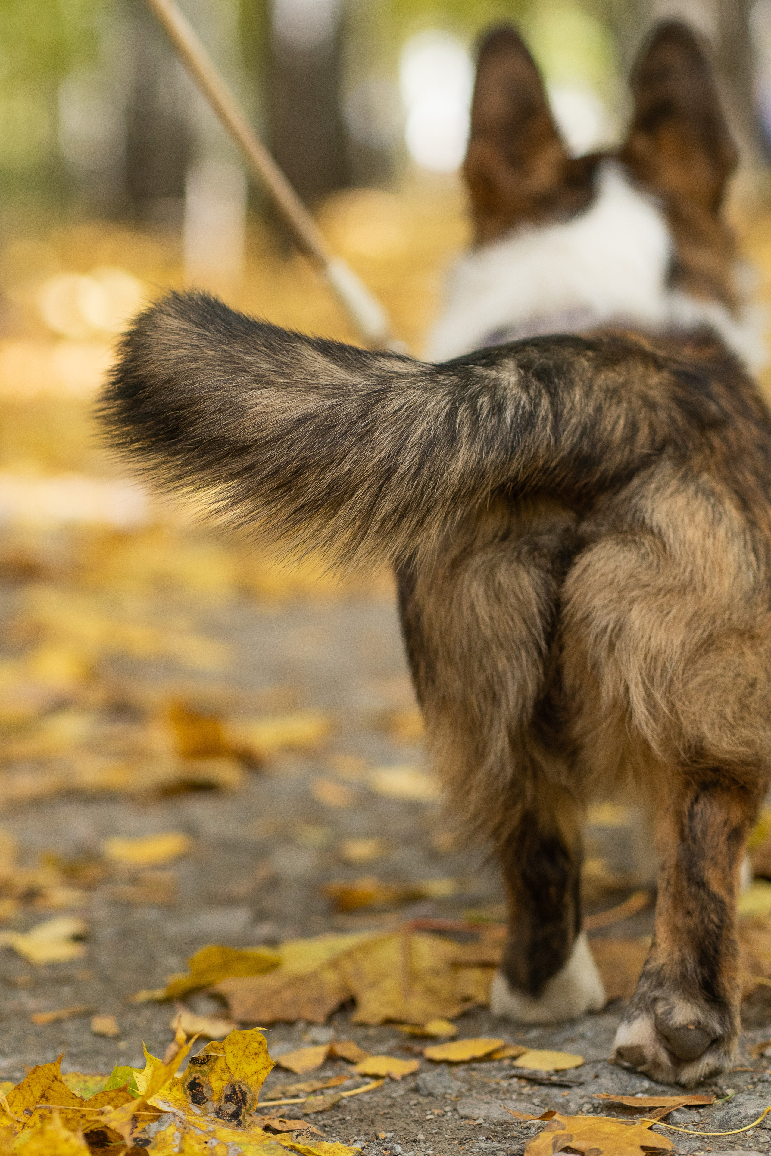 Боря, Даша и Маффин. Свадебный фотограф в Москве Анна Полушина