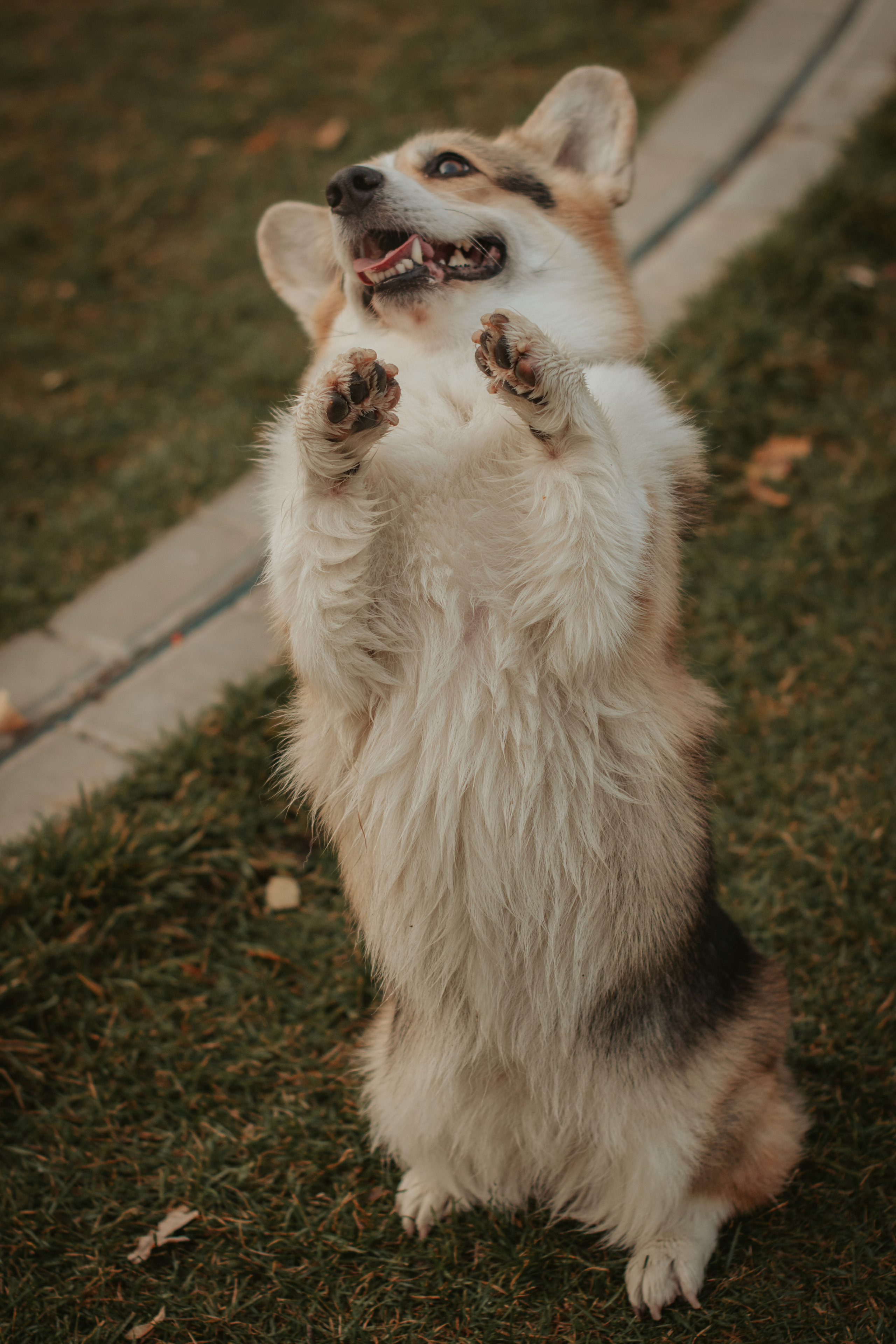 Аня и Булочка, Сокольники. Свадебный фотограф в Москве Анна Полушина