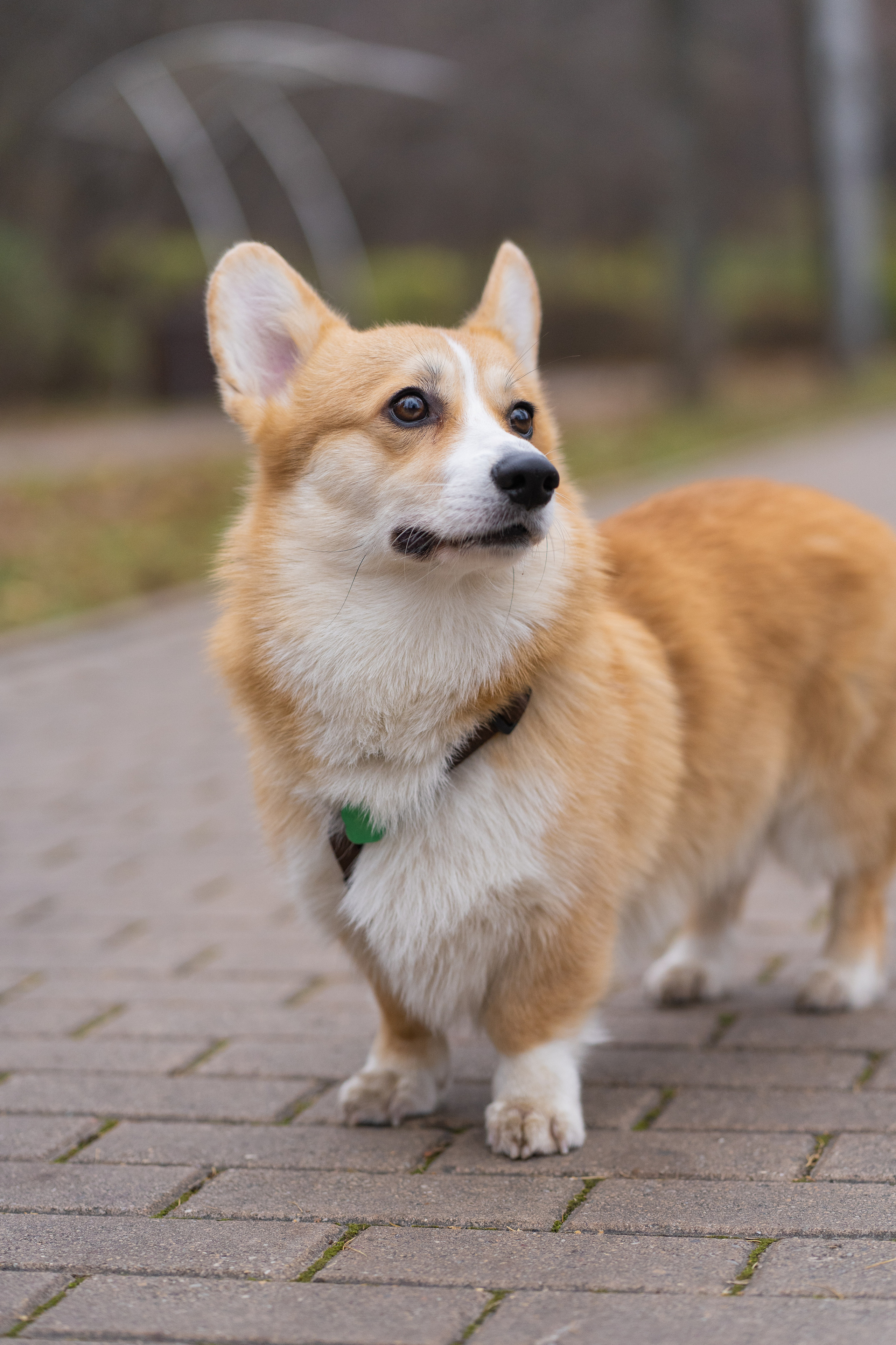 Ульяна, Рома, корги Эйс. Свадебный фотограф в Москве Анна Полушина
