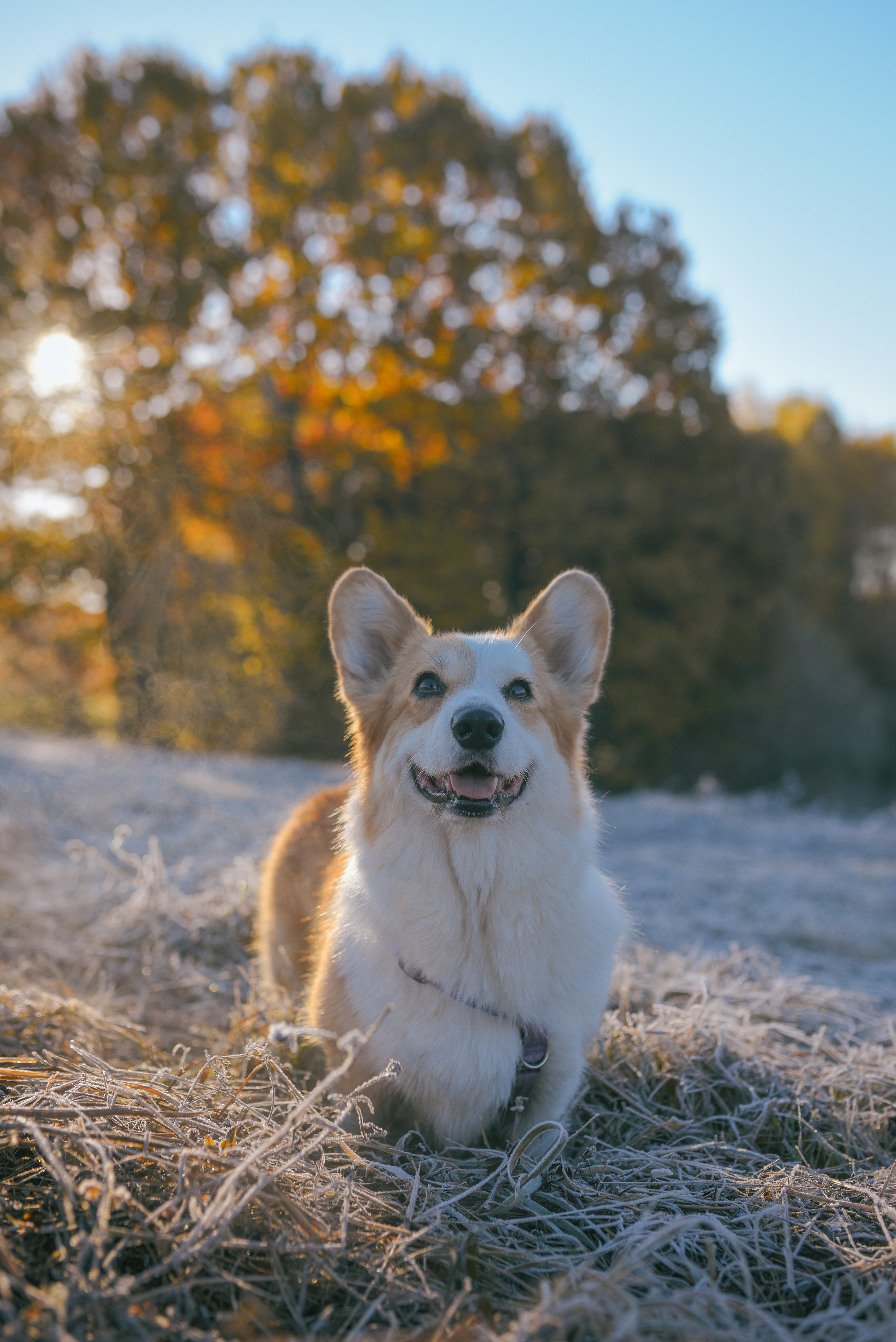 Фотосессия с питомцем в Москве. Свадебный фотограф в Москве Анна Полушина