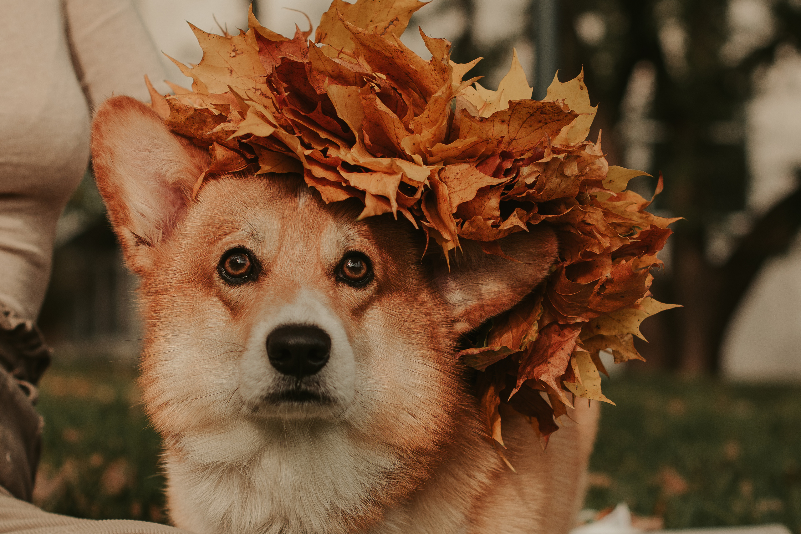 Наташа, Даша и Кевин. Свадебный фотограф в Москве Анна Полушина