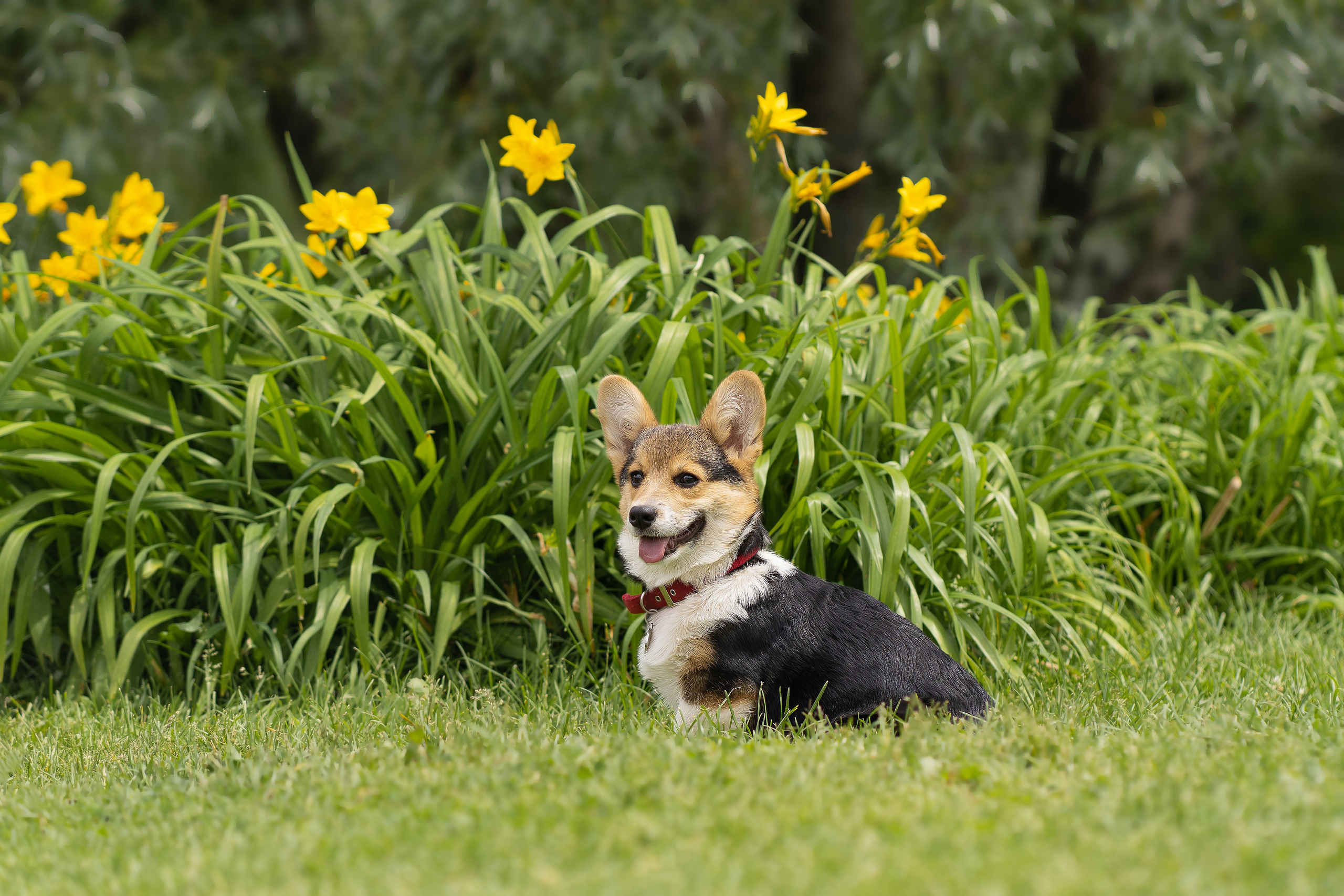 Каспер и Полина, Ботанический сад. Свадебный фотограф в Москве Анна Полушина