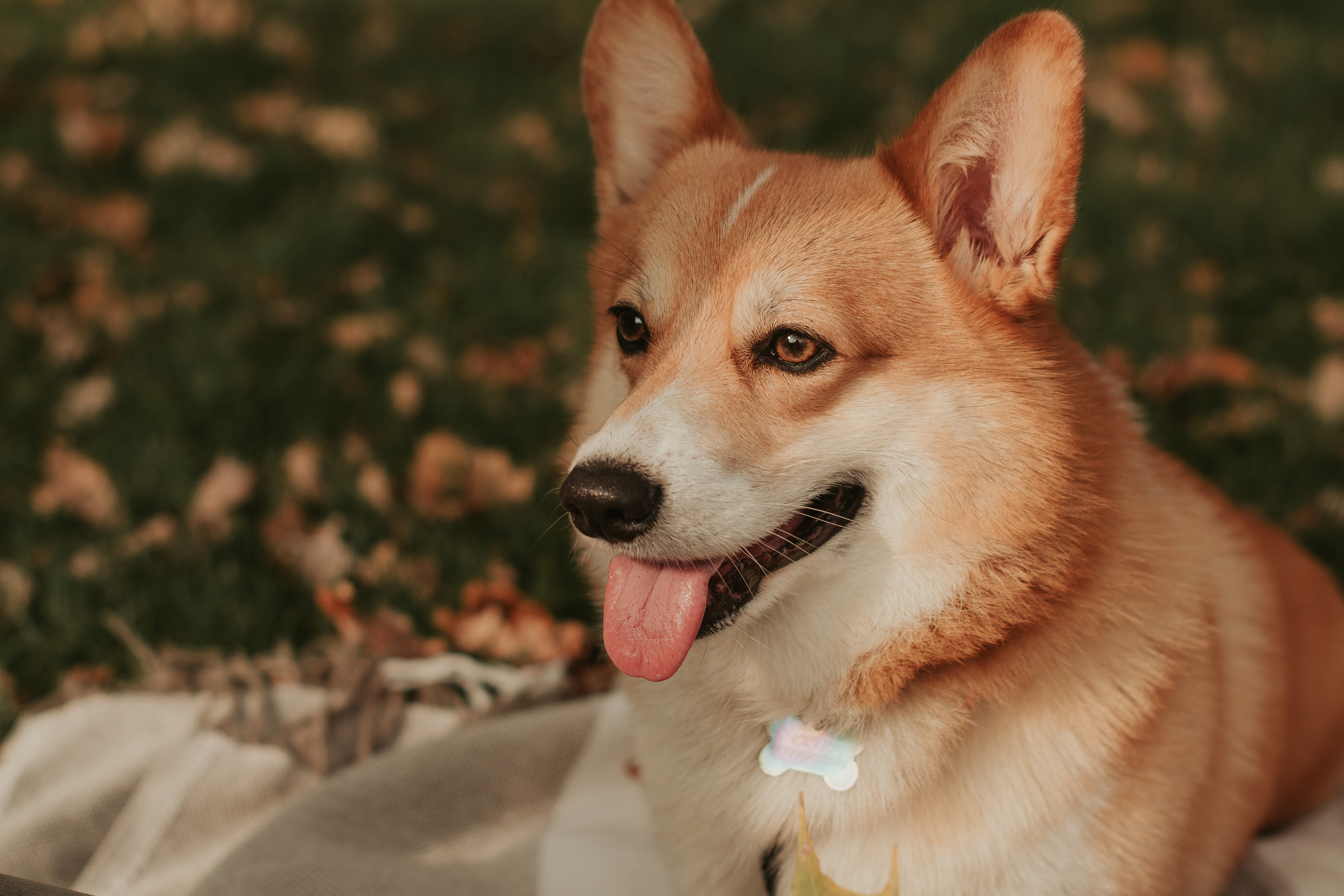 Наташа, Даша и Кевин. Свадебный фотограф в Москве Анна Полушина