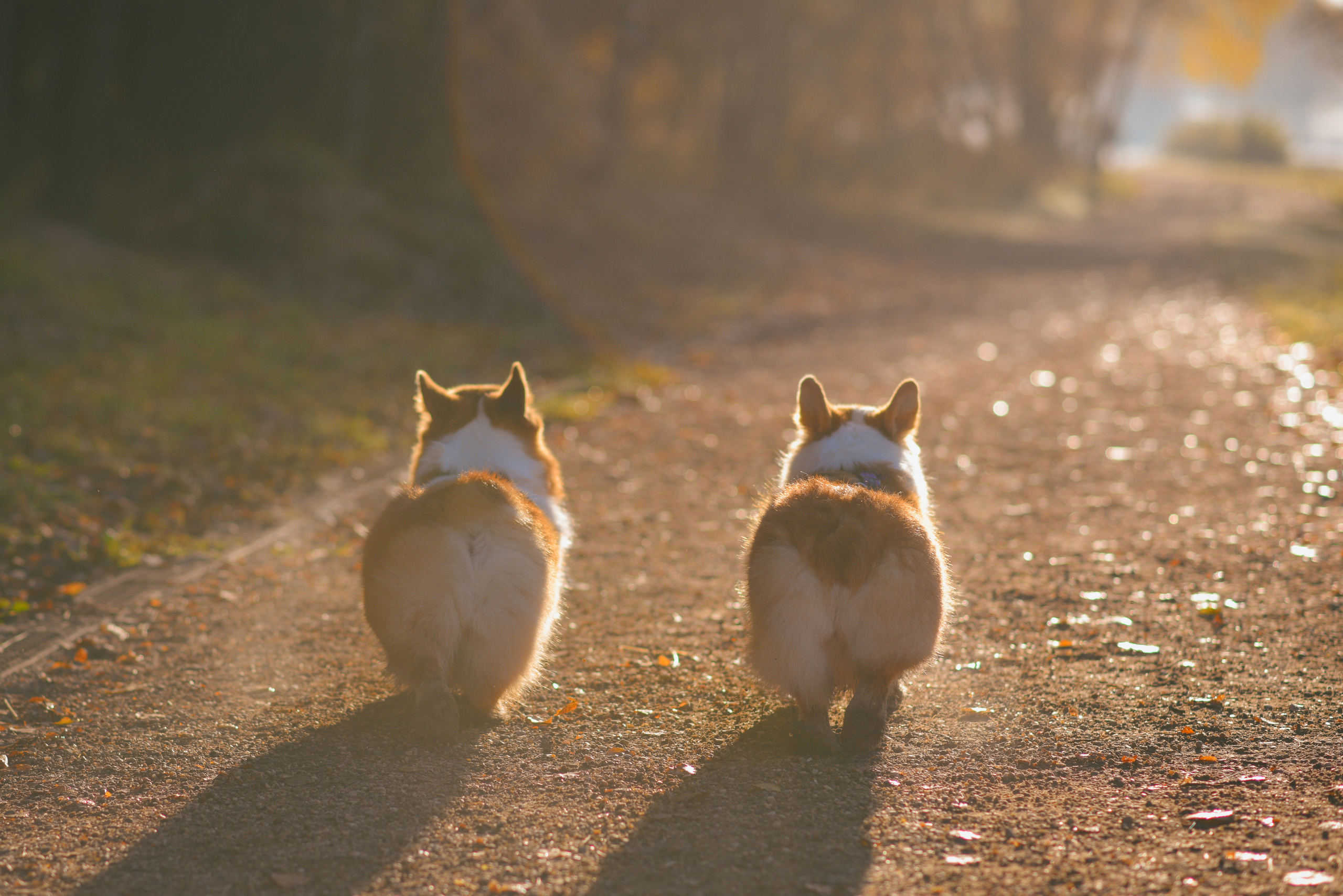 Фотосессия с питомцем в Москве. Свадебный фотограф в Москве Анна Полушина