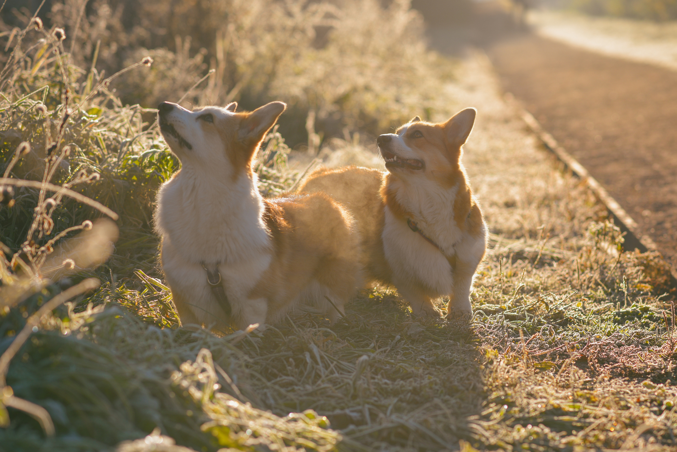 Фотосессия с питомцем в Москве. Свадебный фотограф в Москве Анна Полушина