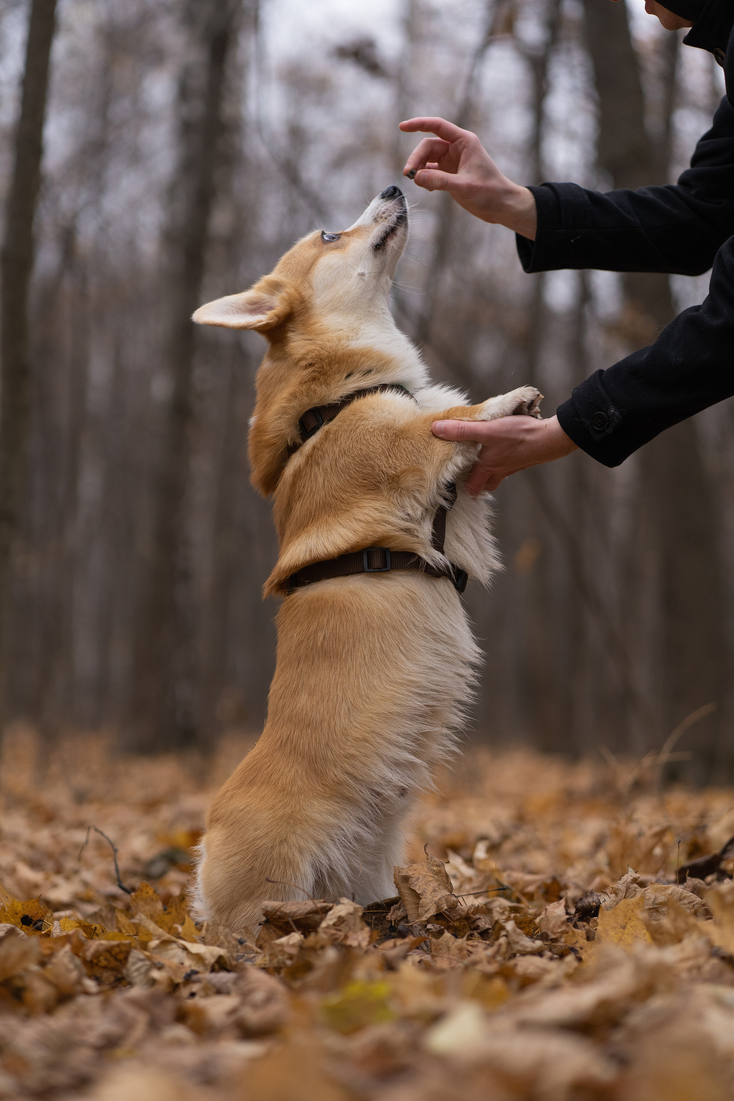 Ульяна, Рома, корги Эйс. Свадебный фотограф в Москве Анна Полушина