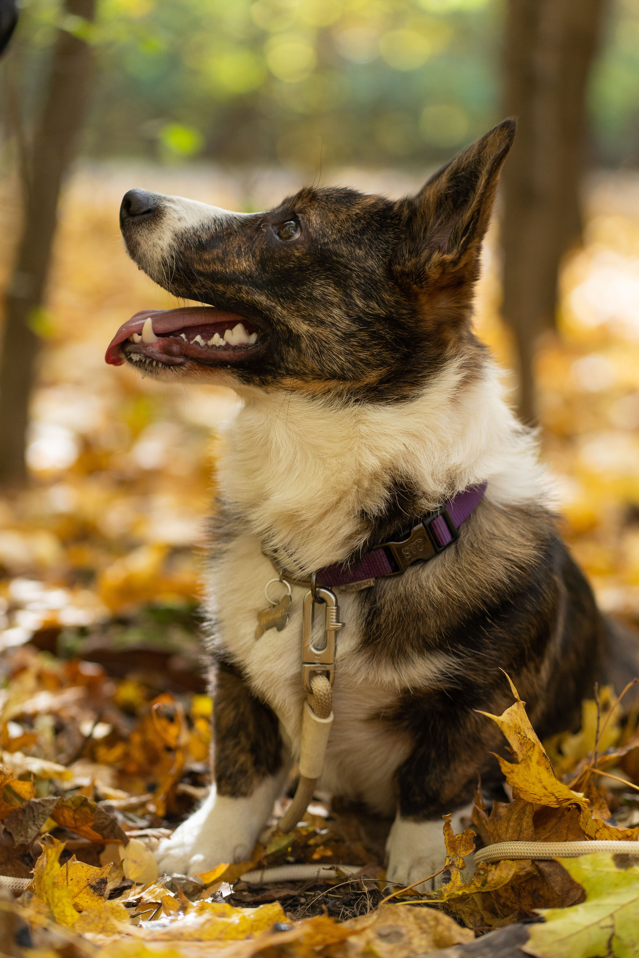 Боря, Даша и Маффин. Свадебный фотограф в Москве Анна Полушина