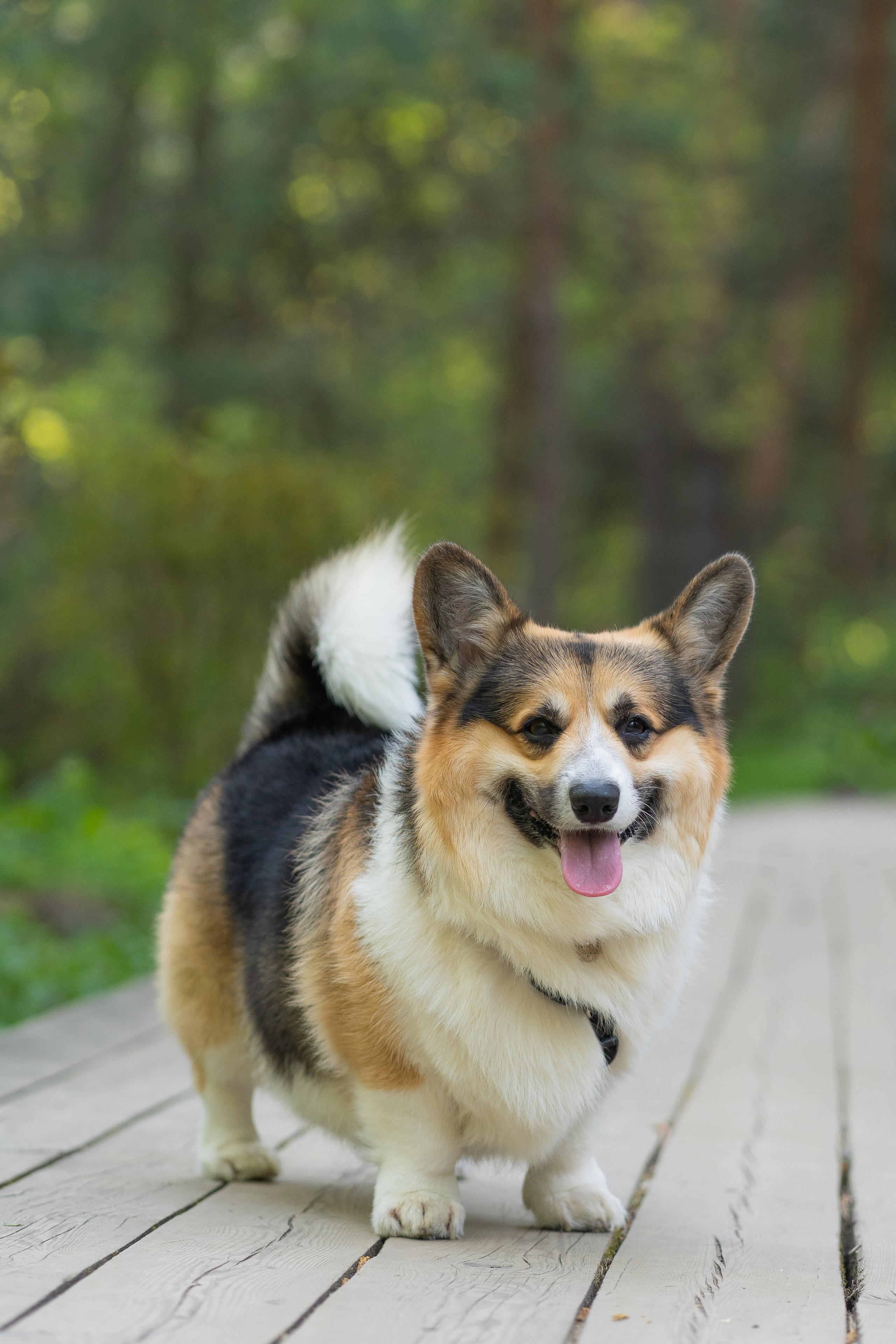 Катя и Честер, Серебряный бор. Свадебный фотограф в Москве Анна Полушина