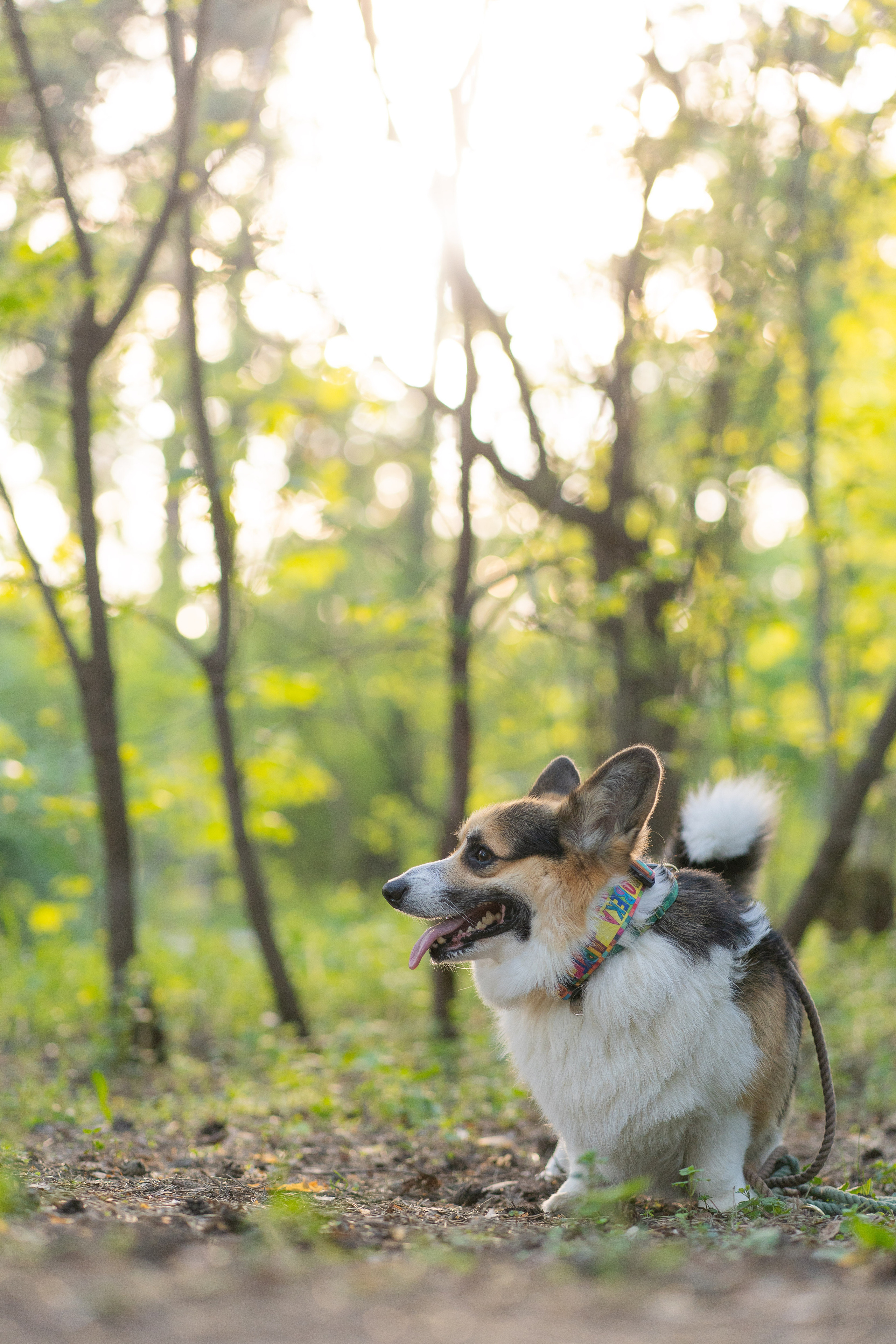 Катя и Честер, Серебряный бор. Свадебный фотограф в Москве Анна Полушина