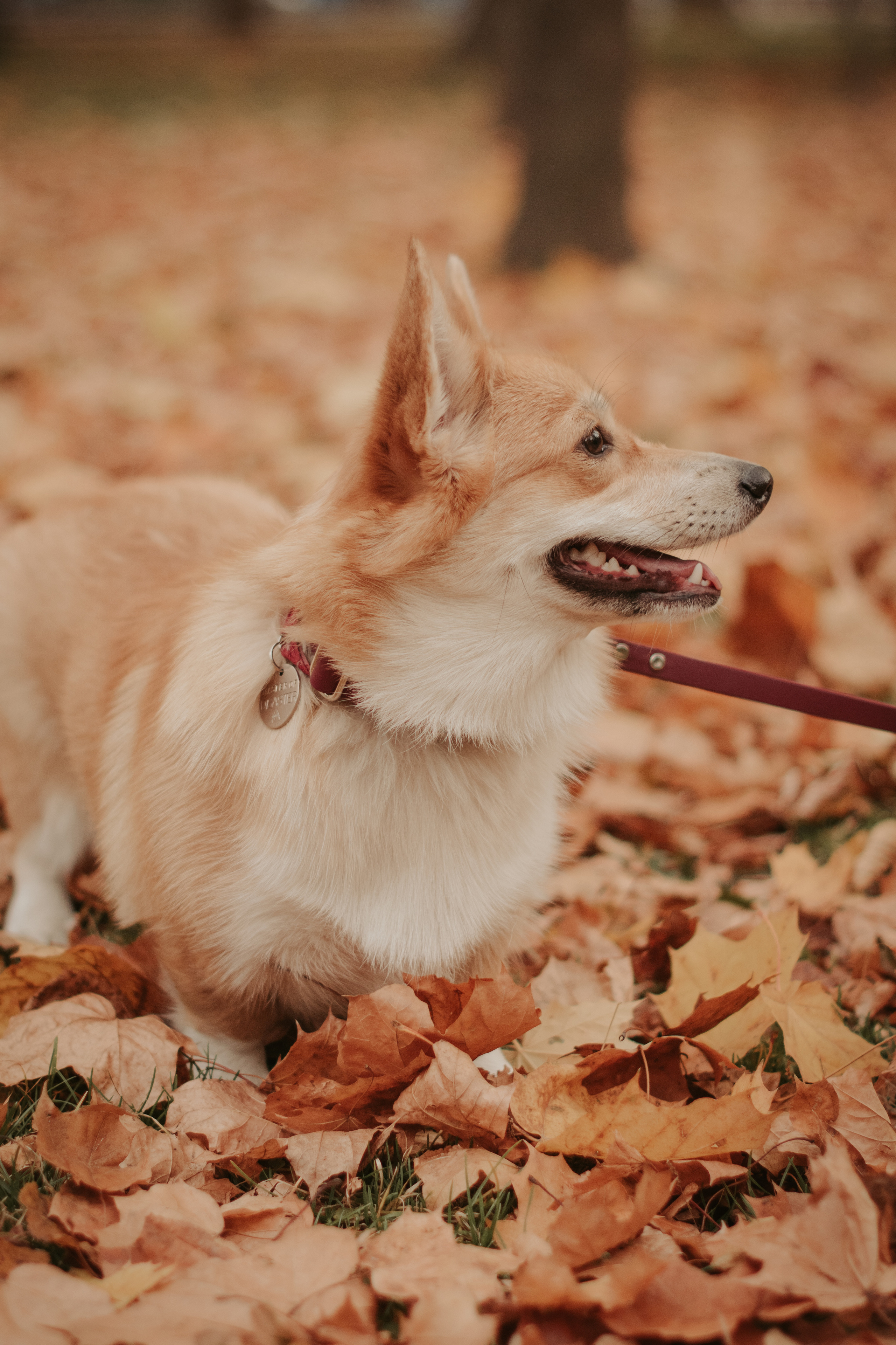 Марина и Мася, Новодевичий сквер. Свадебный фотограф в Москве Анна Полушина