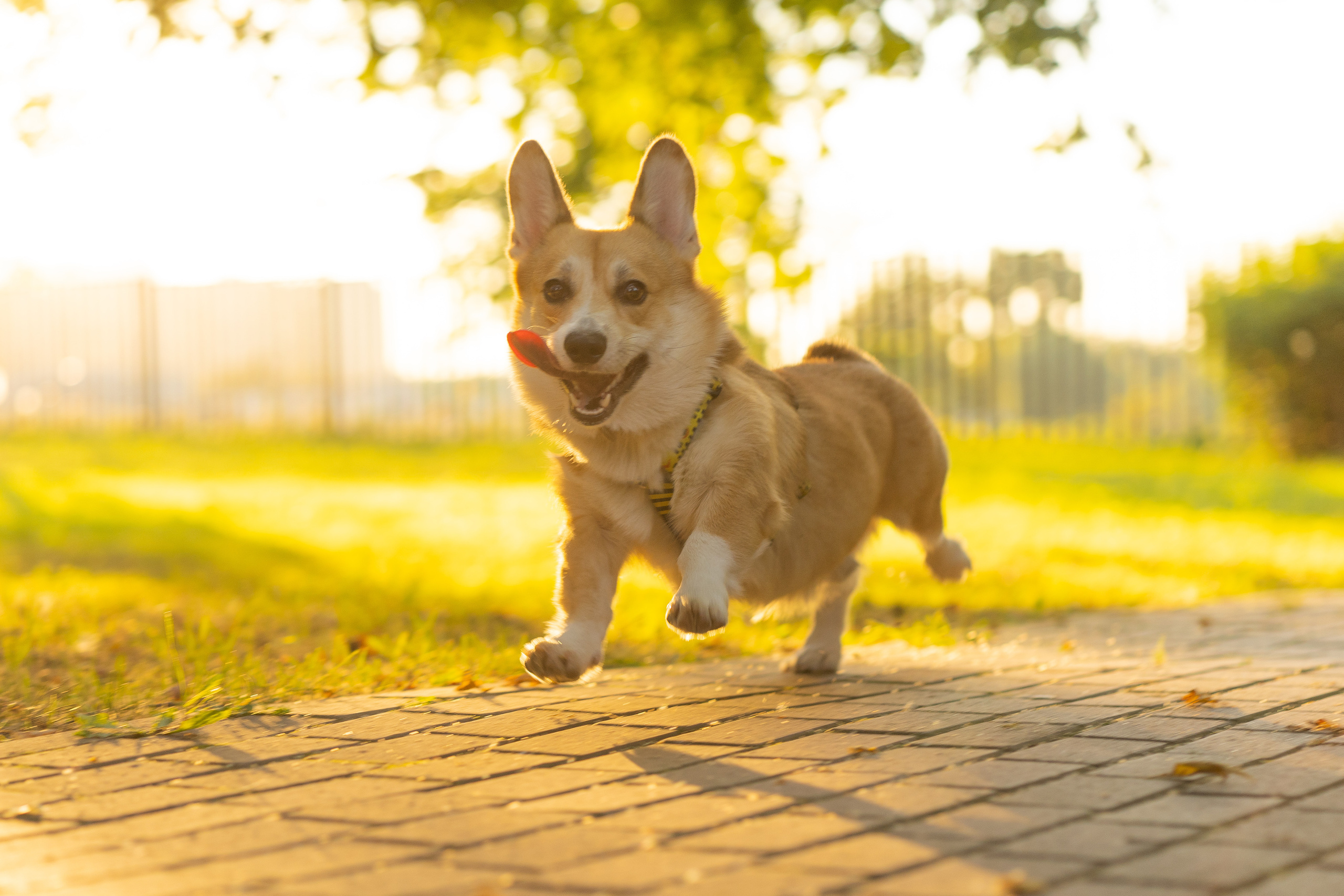 Катя и Боря, Джамгаровский парк. Свадебный фотограф в Москве Анна Полушина