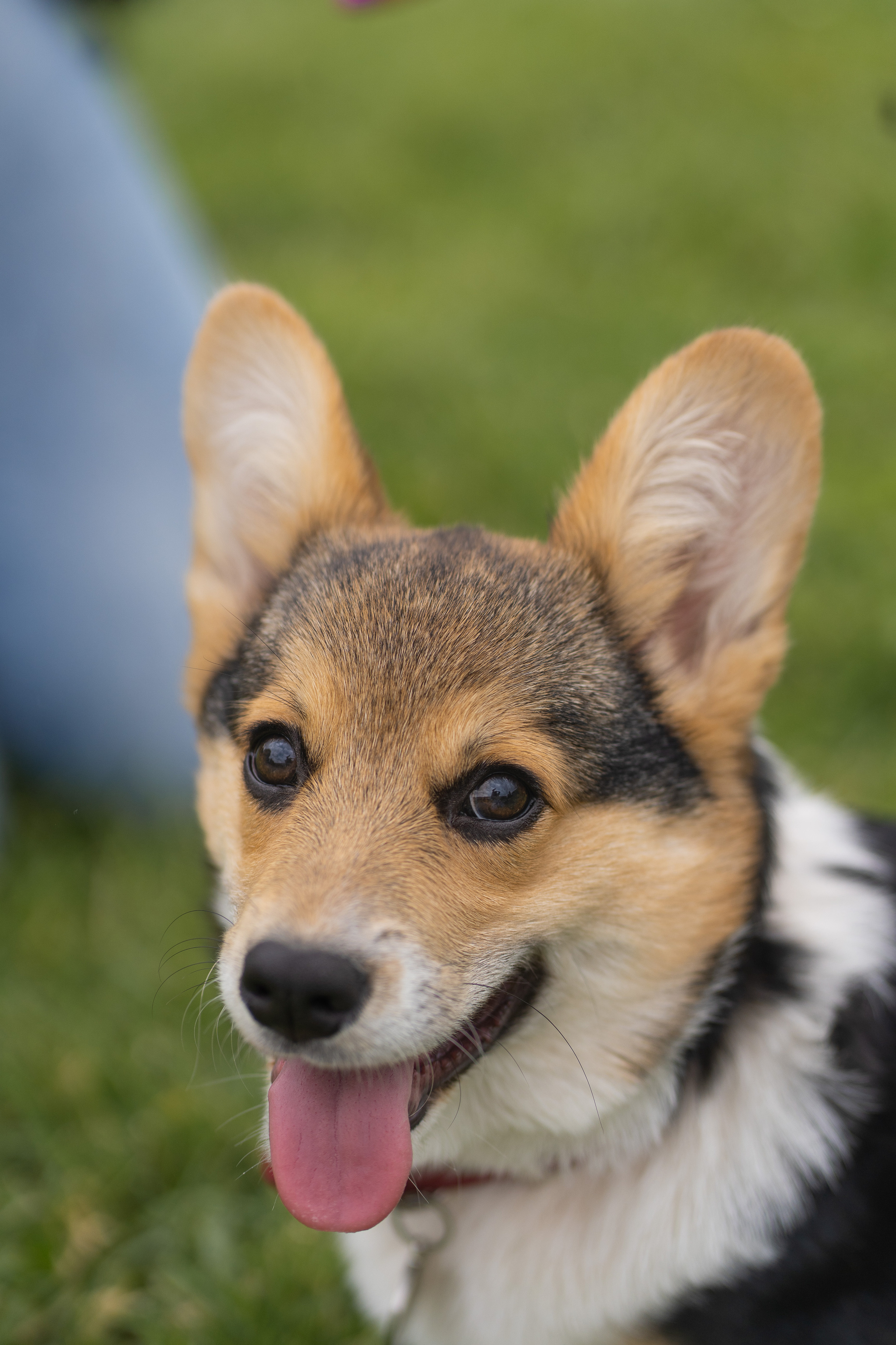 Каспер и Полина, Ботанический сад. Свадебный фотограф в Москве Анна Полушина