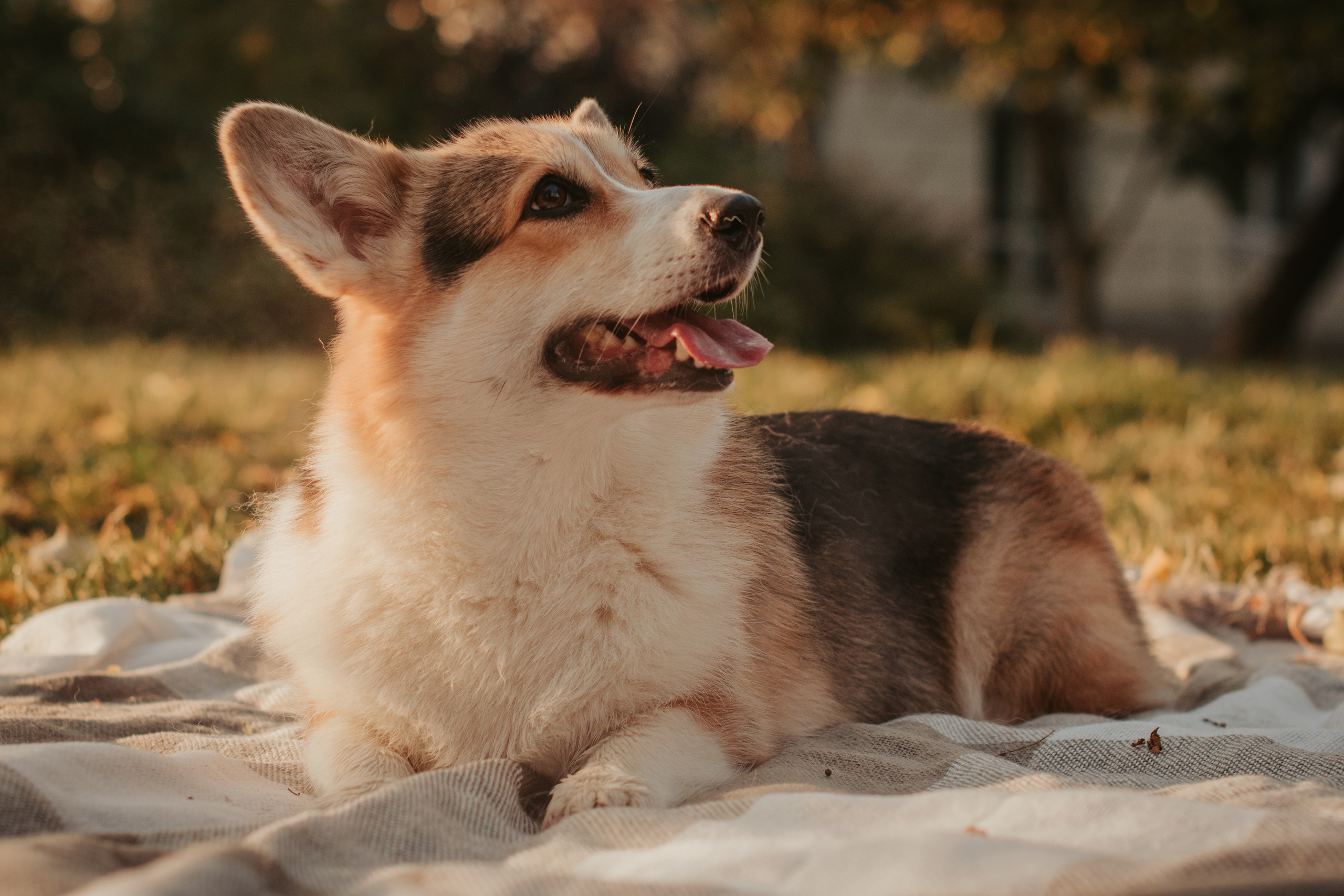Аня и Булочка, Сокольники. Свадебный фотограф в Москве Анна Полушина