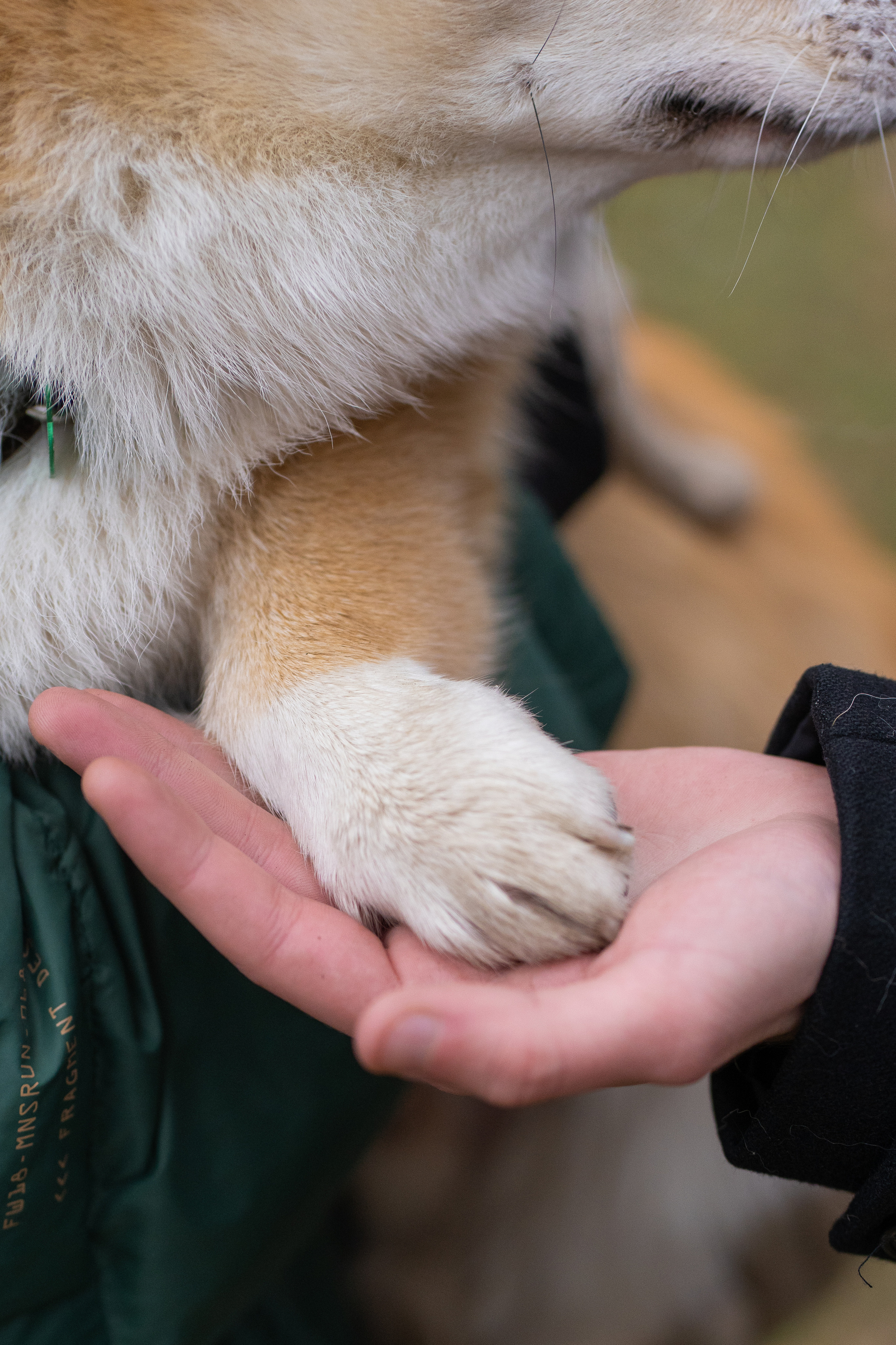 Ульяна, Рома, корги Эйс. Свадебный фотограф в Москве Анна Полушина