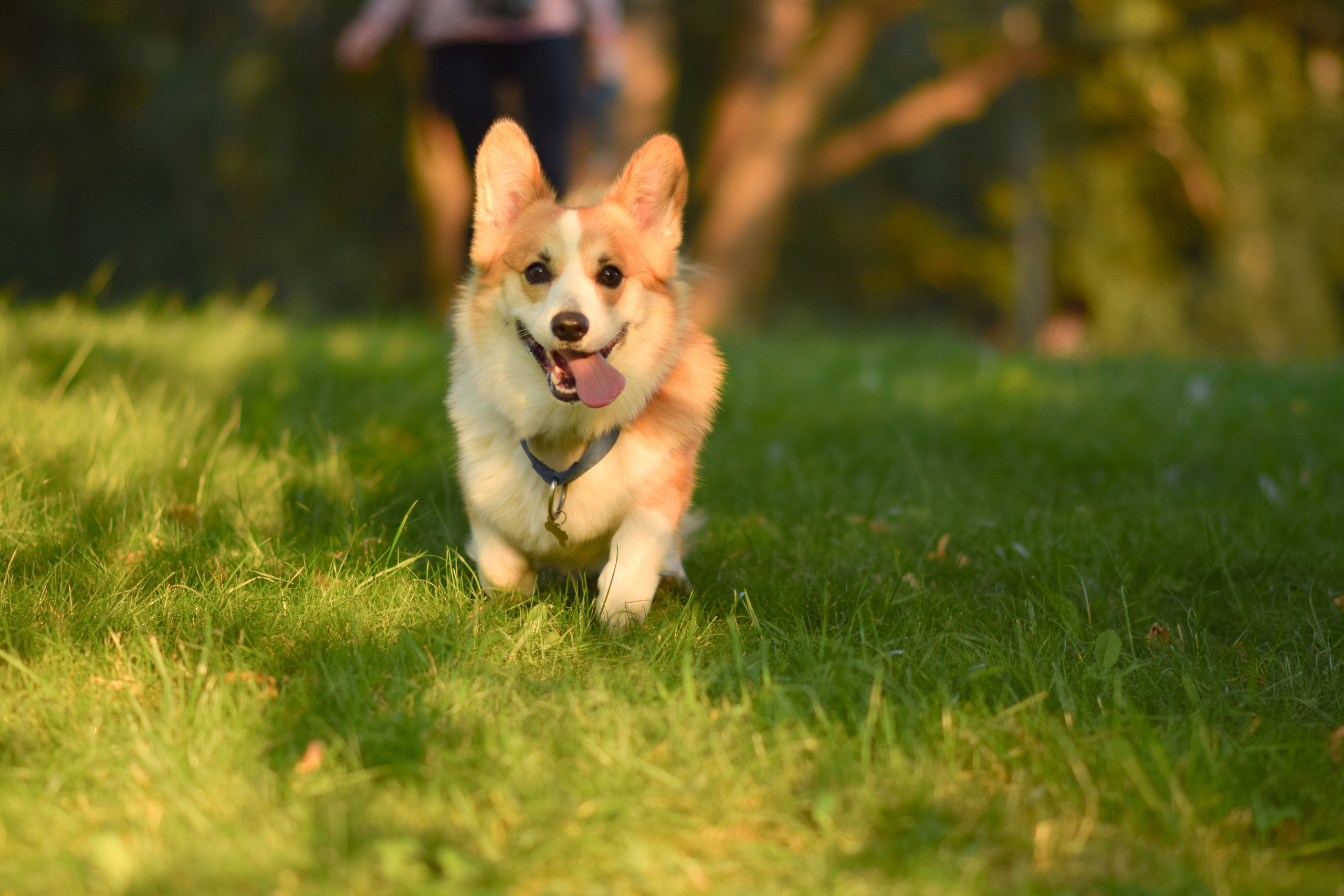 Алина и Ройс, парк на Яузе. Свадебный фотограф в Москве Анна Полушина