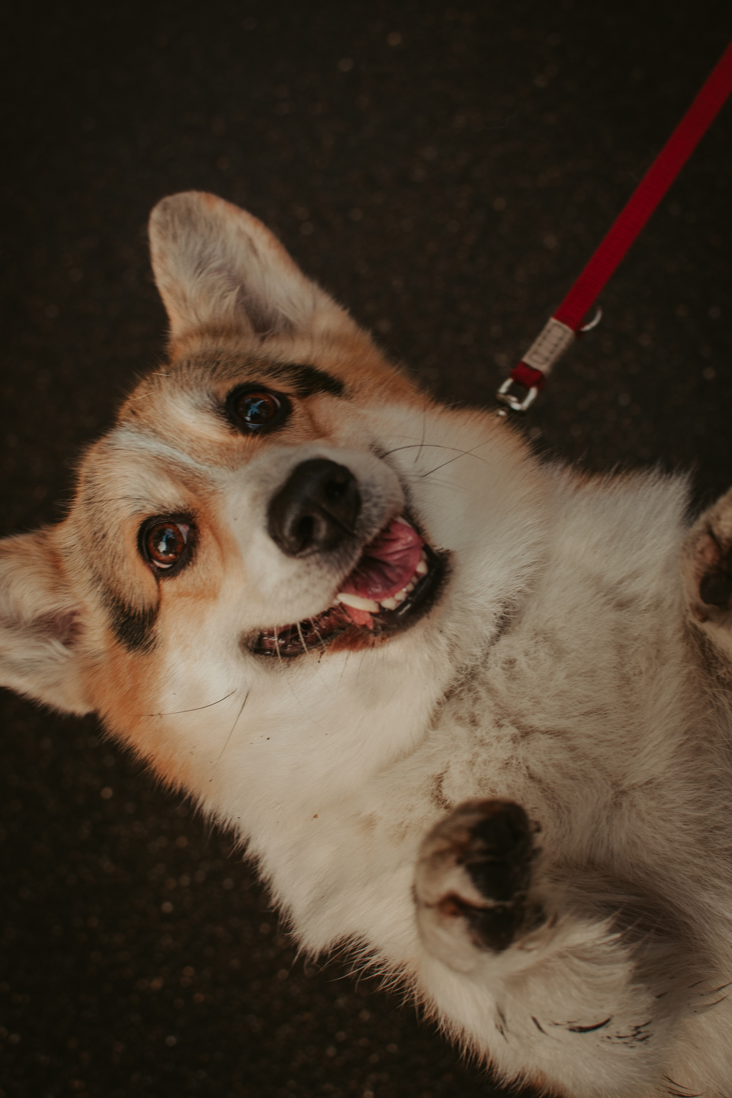 Аня и Булочка, Сокольники. Свадебный фотограф в Москве Анна Полушина