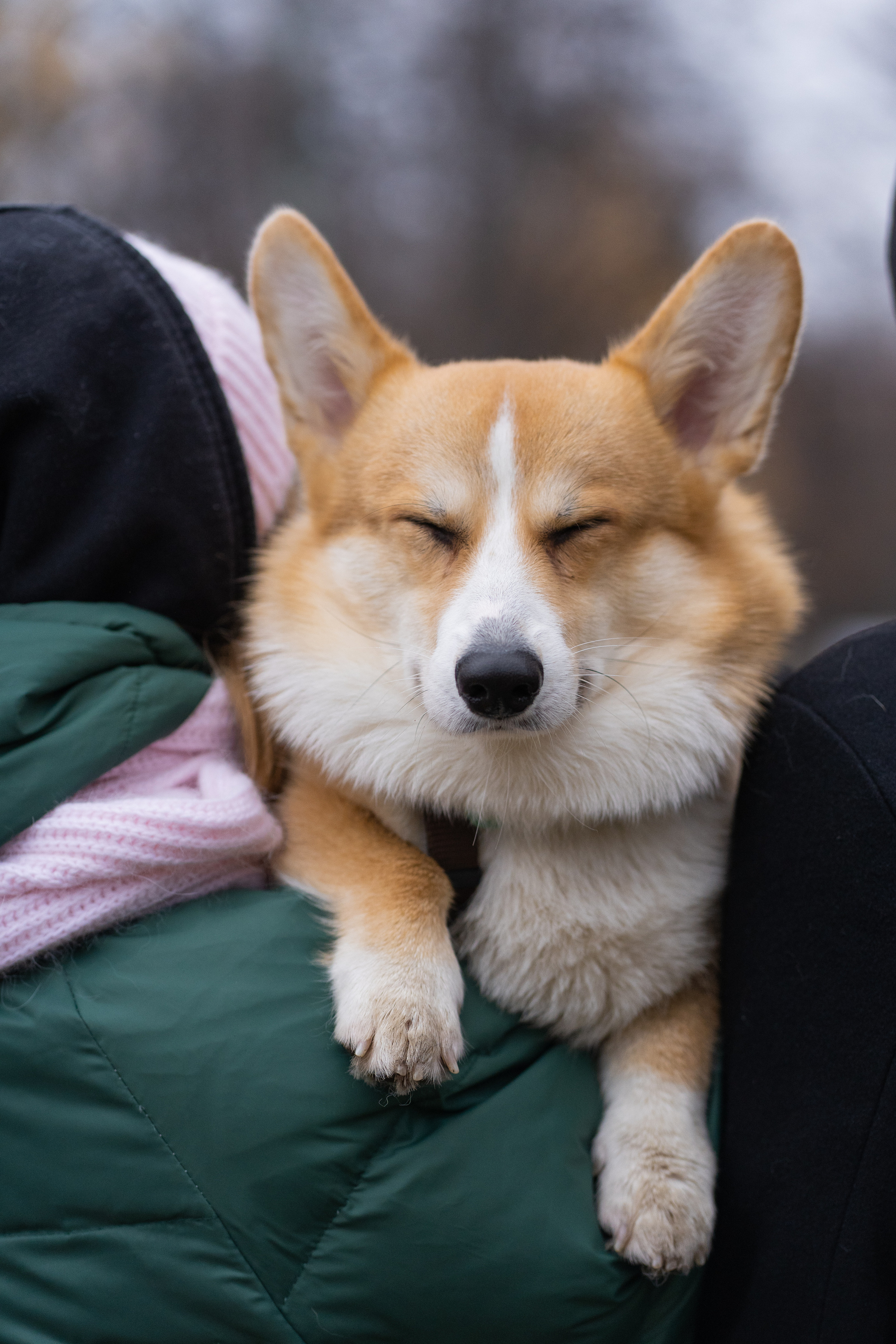 Ульяна, Рома, корги Эйс. Свадебный фотограф в Москве Анна Полушина