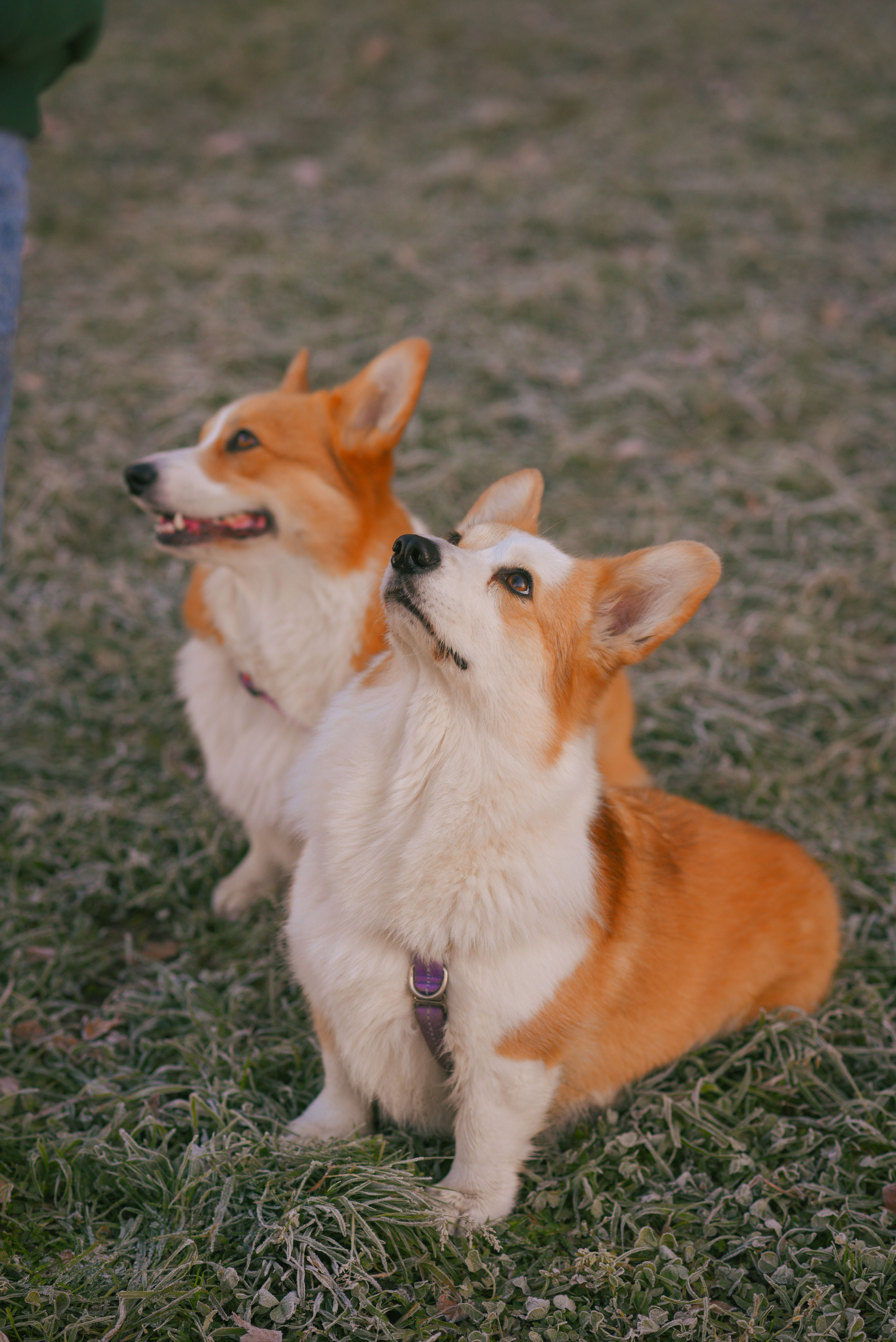 Фотосессия с питомцем в Москве. Свадебный фотограф в Москве Анна Полушина
